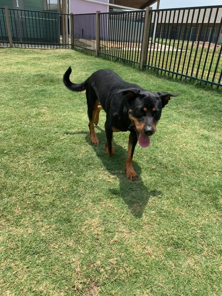 adoptable Dog in League City,TX named Bella