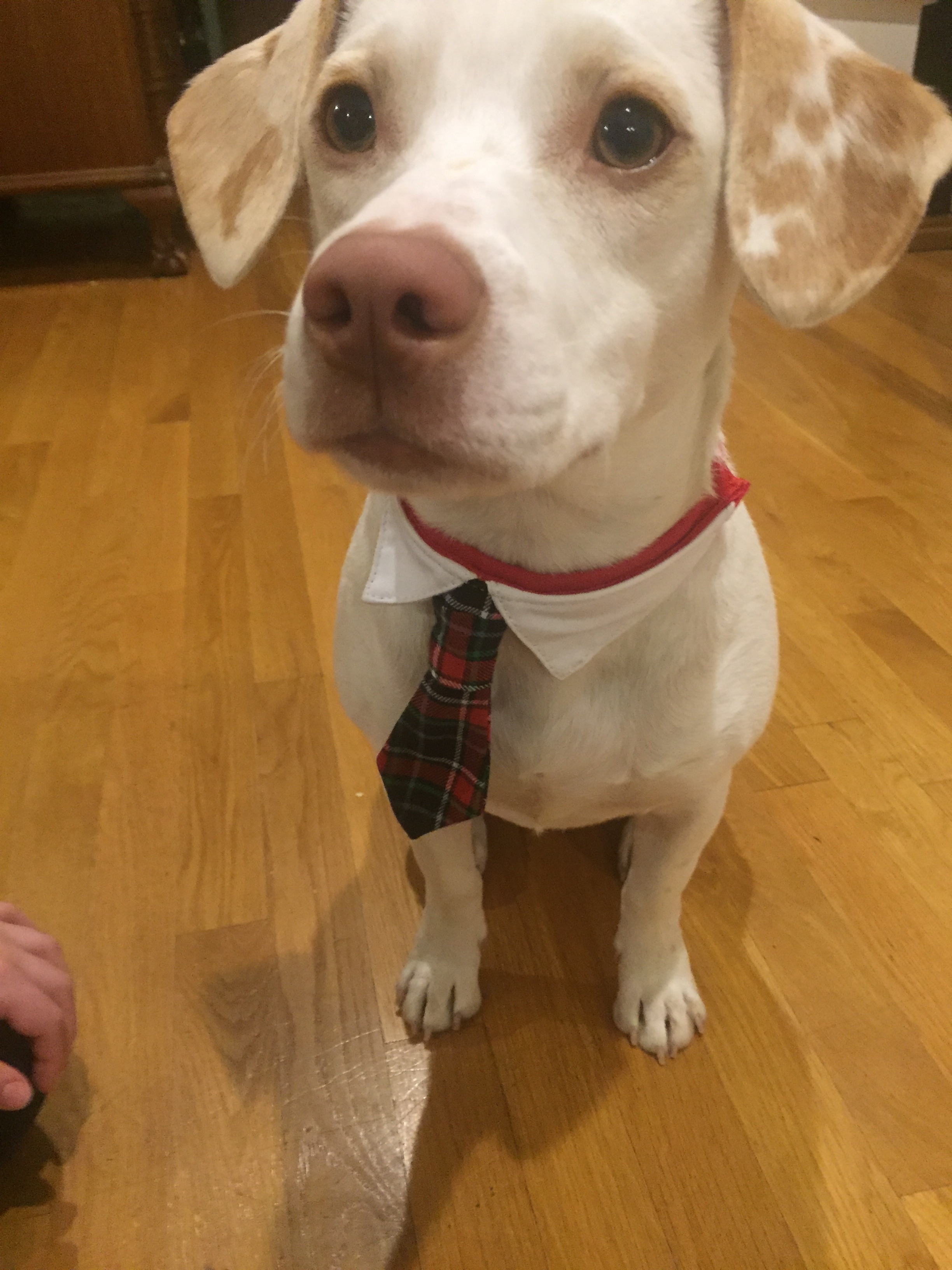 adoptable Dog in Beverly,MA named Bowie
