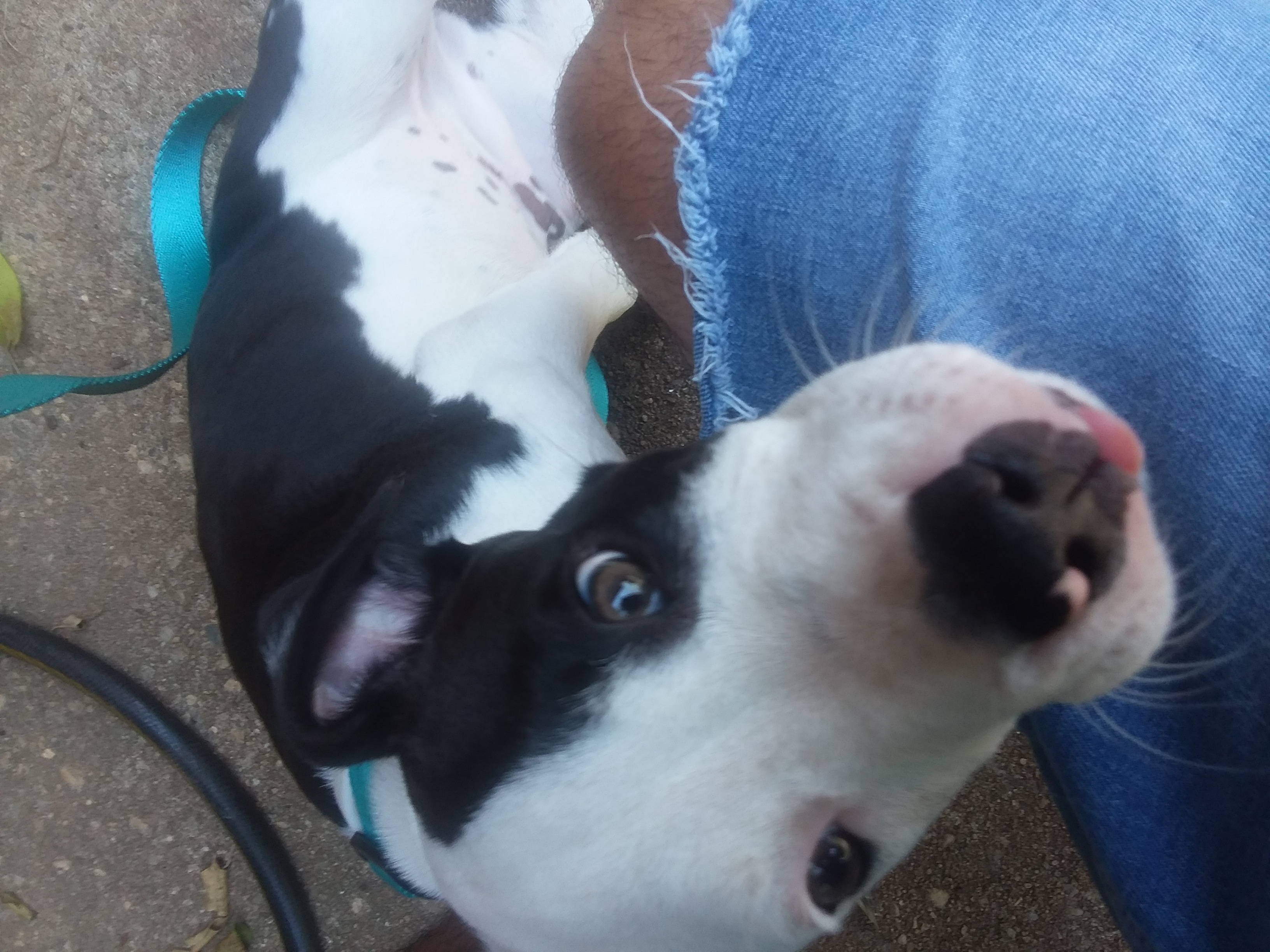 adoptable Dog in Columbus,GA named Pluto