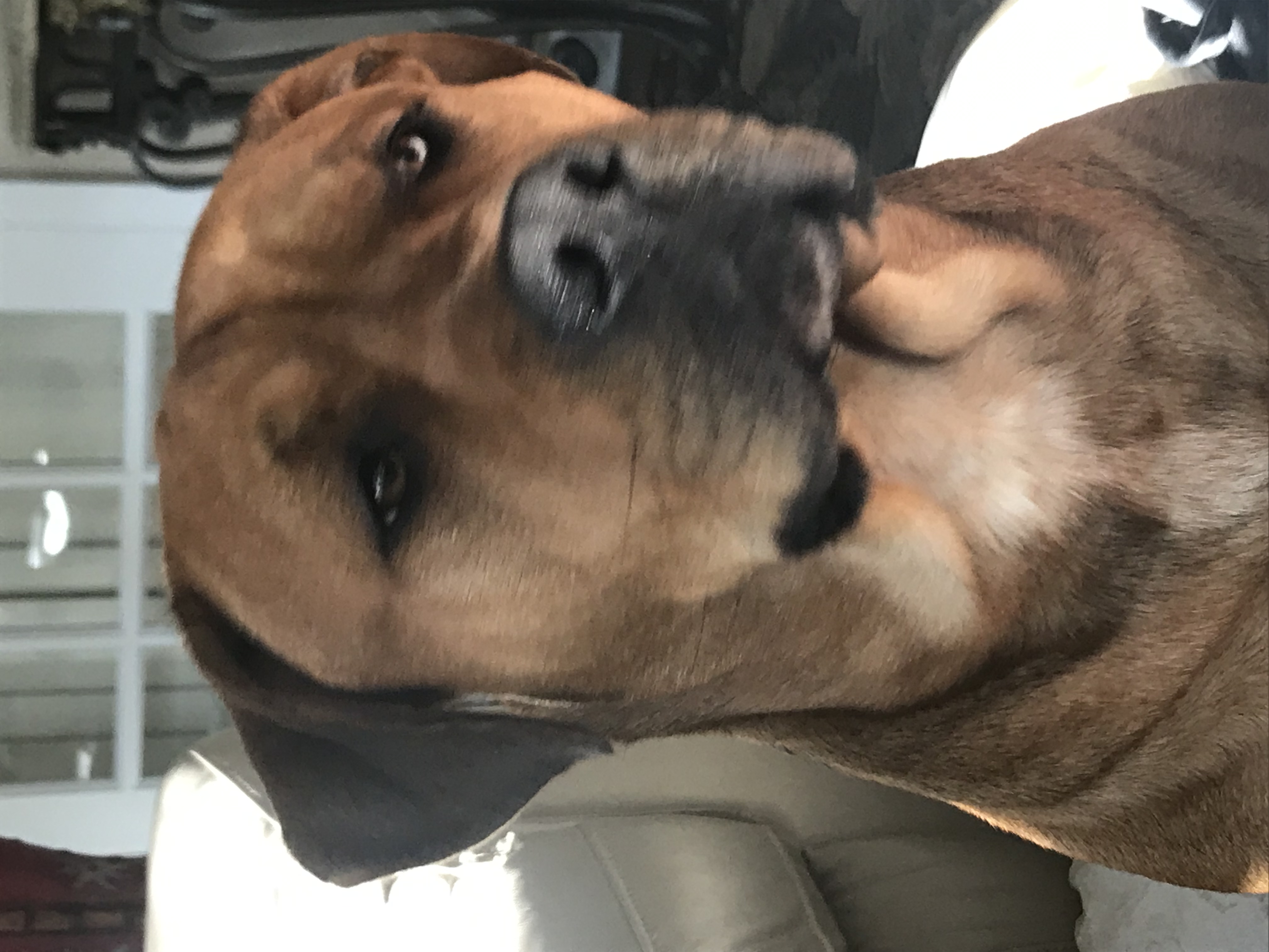 adoptable Dog in Saint Marys,GA named Rocco