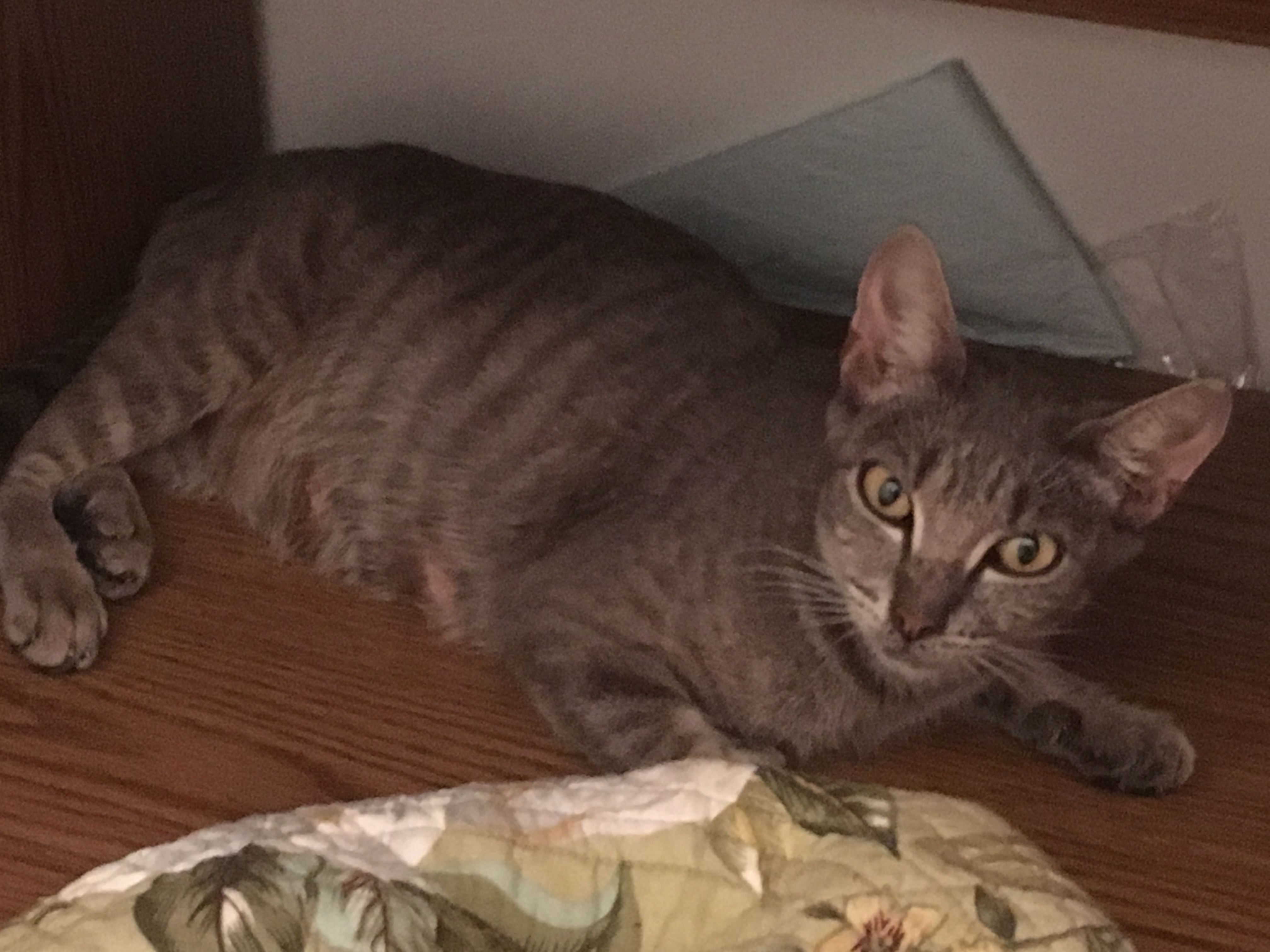 adoptable Cat in Woodbridge,VA named N/A