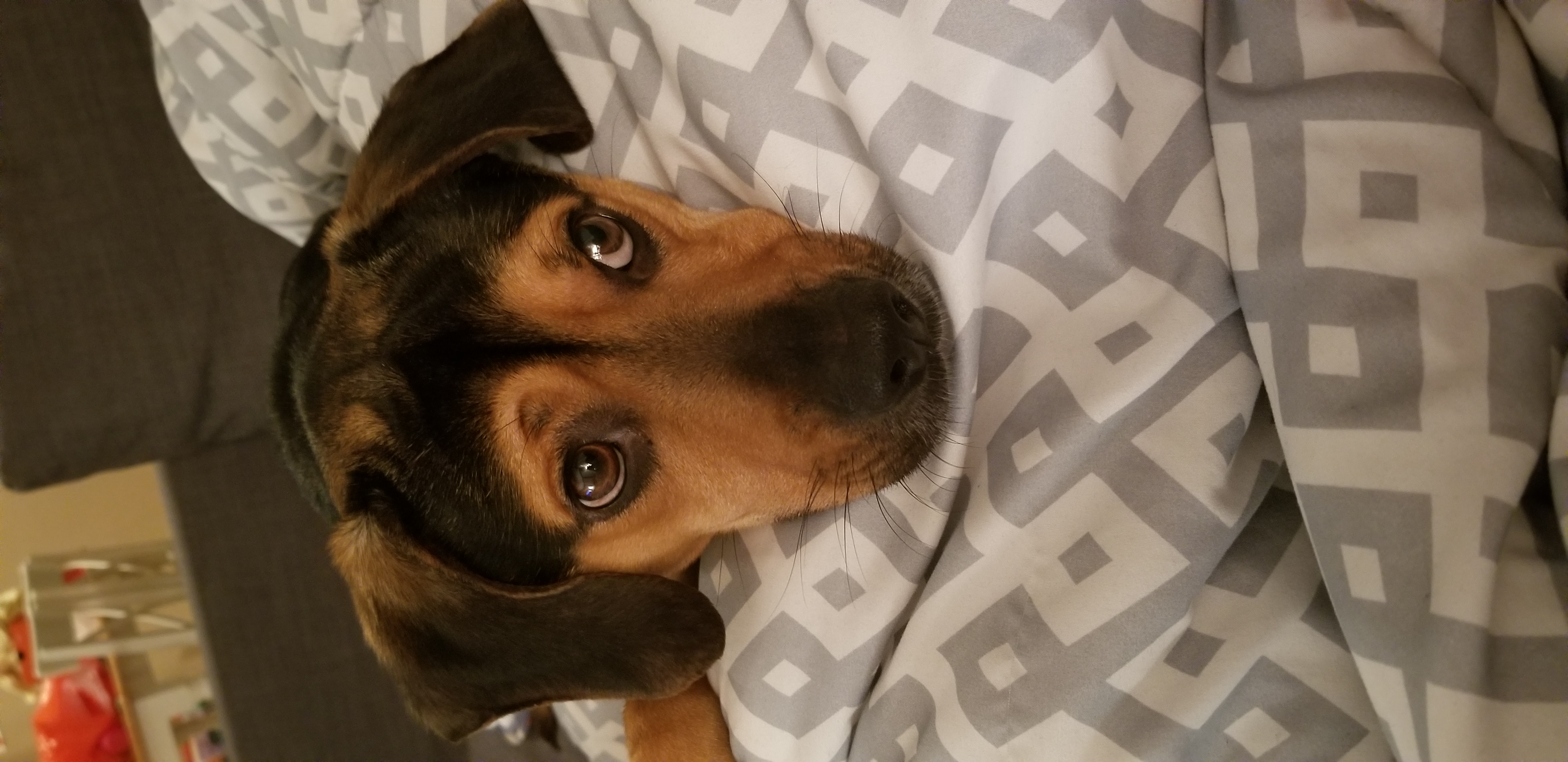 adoptable Dog in Racine,WI named Ryder