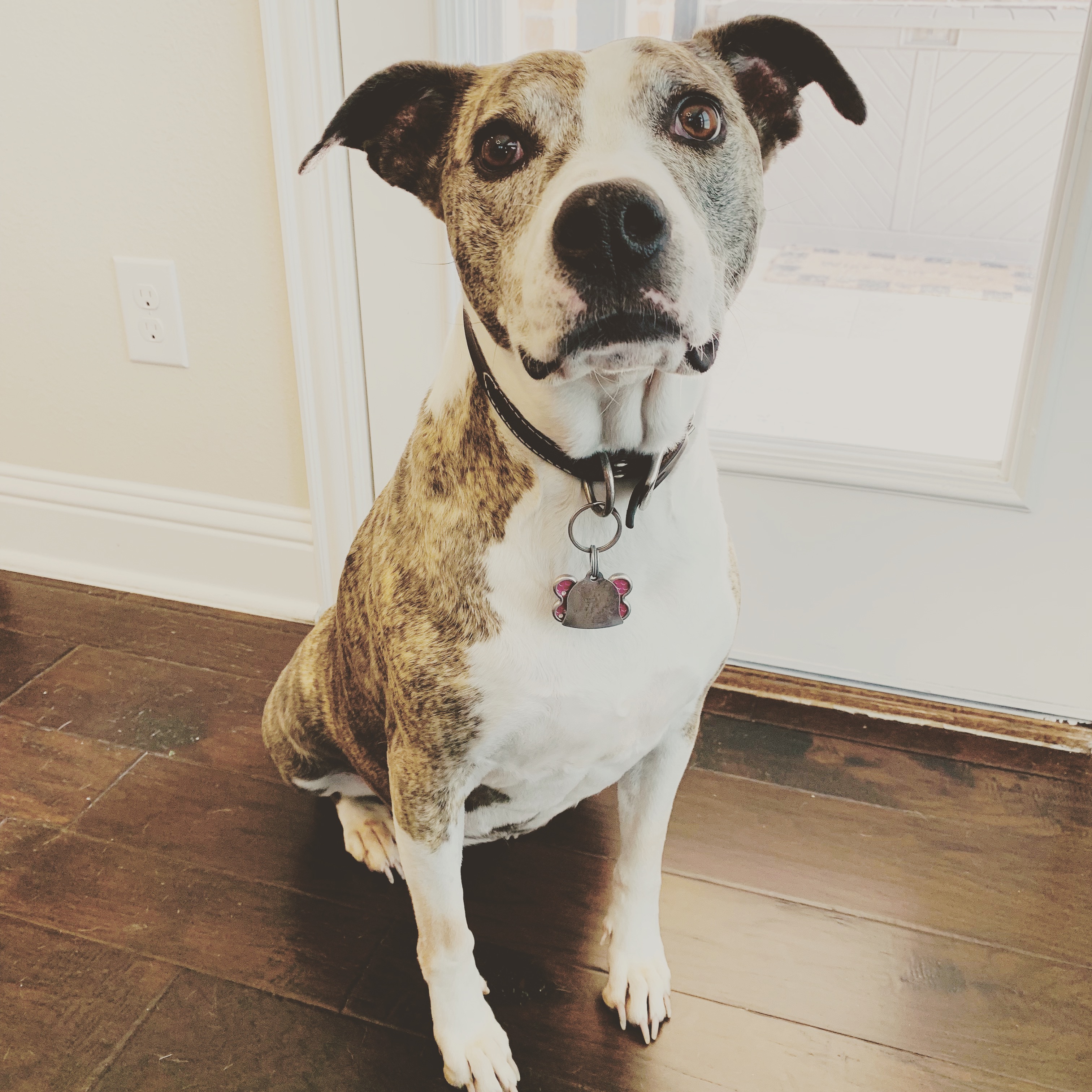 adoptable Dog in Celina,TX named Andi