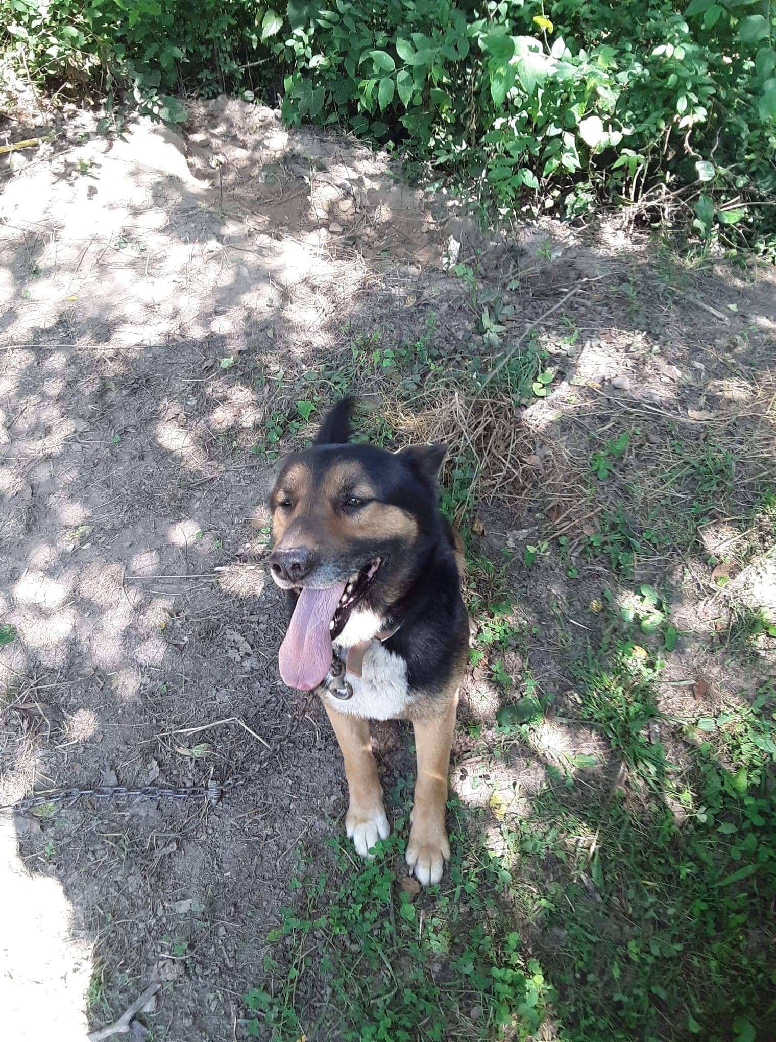 adoptable Dog in Flintville,TN named Bear