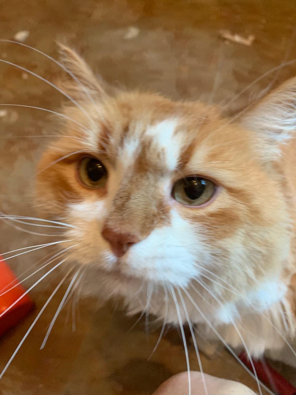 adoptable Cat in Bend,OR named Chester