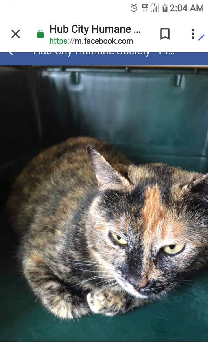 adoptable Cat in Hattiesburg,MS named Beebee