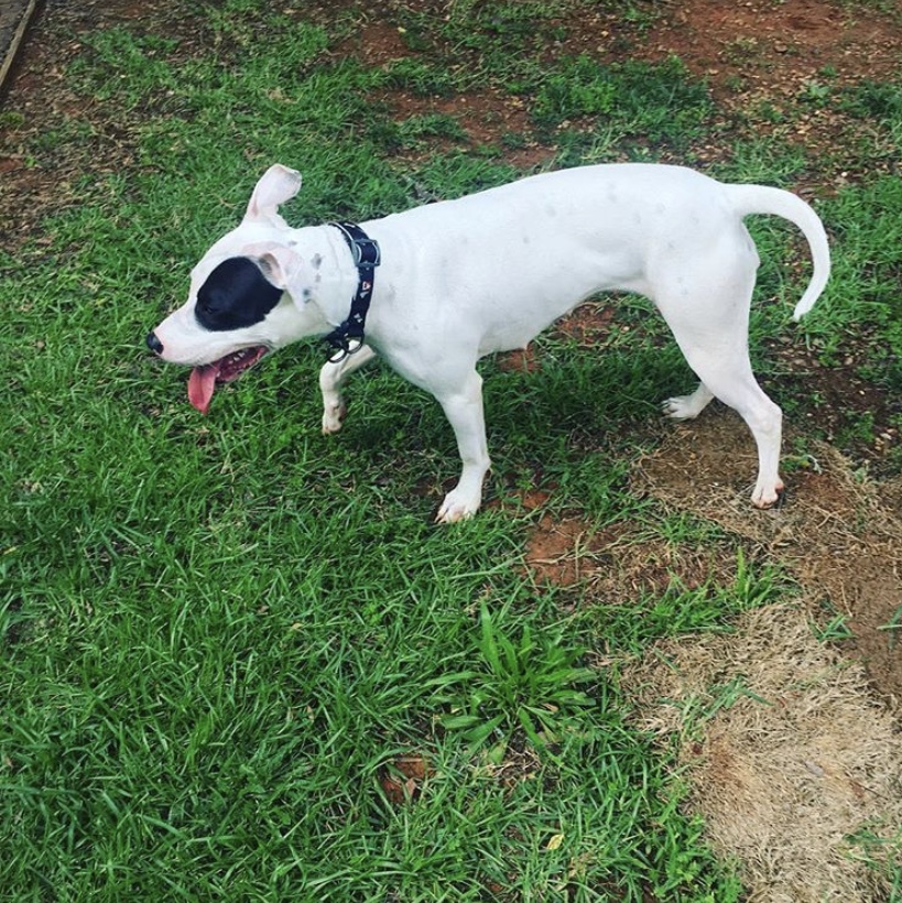 adoptable Dog in Concord,NC named Diamond 