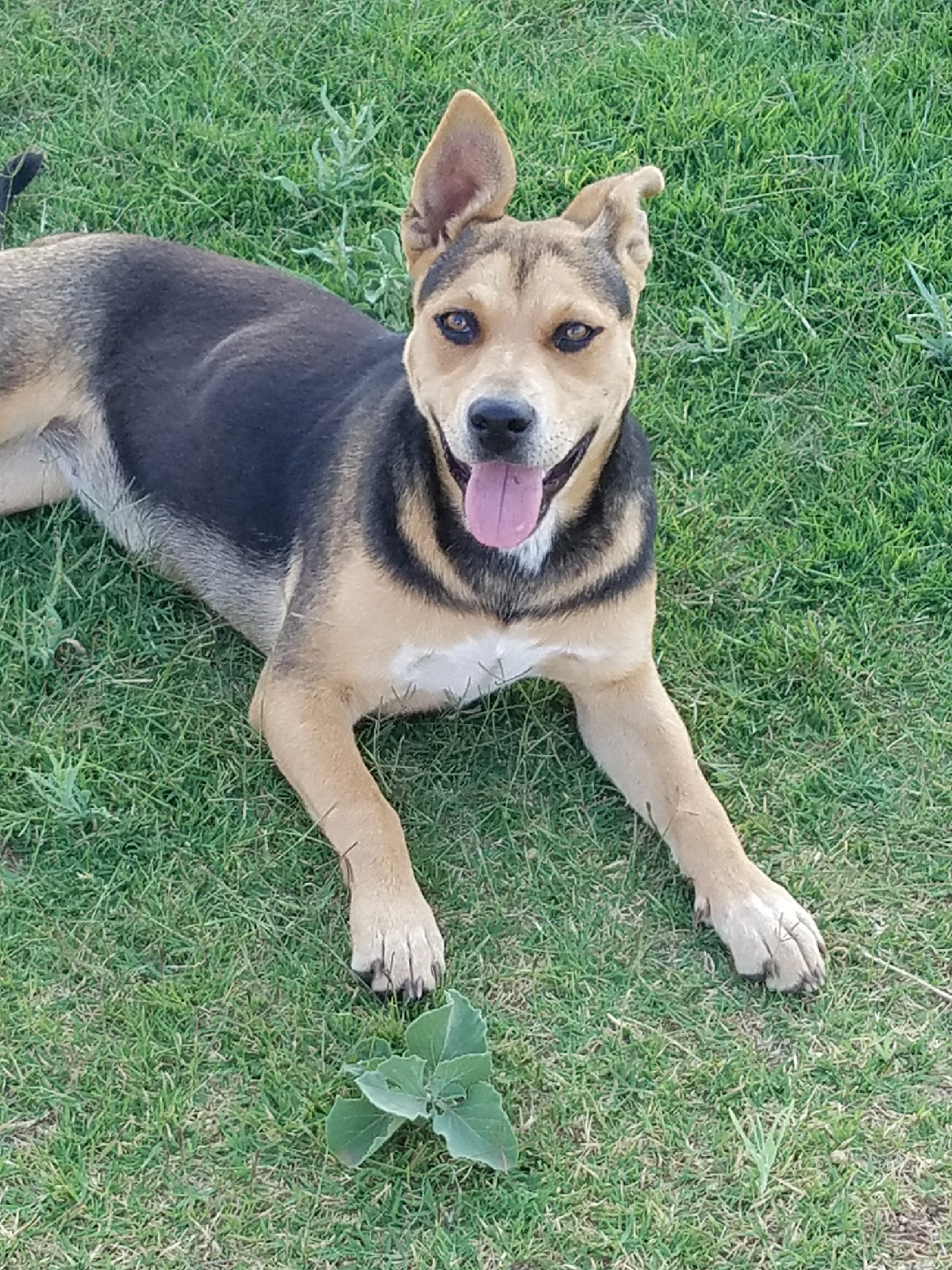 adoptable Dog in Brownwood,TX named Roxy