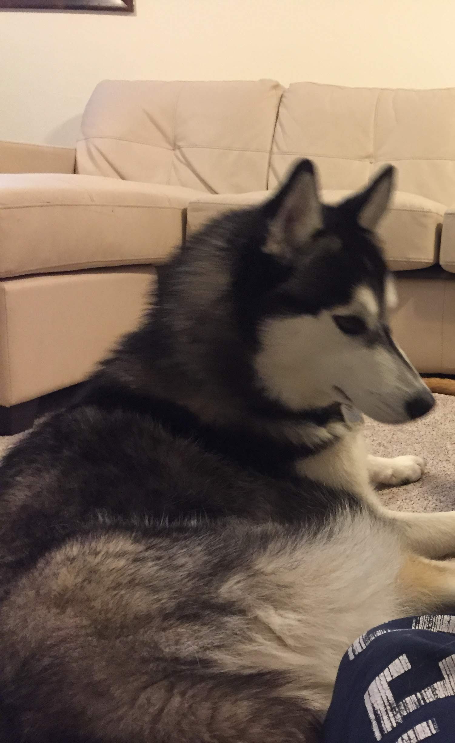 adoptable Dog in Idaho Falls,ID named Sysco
