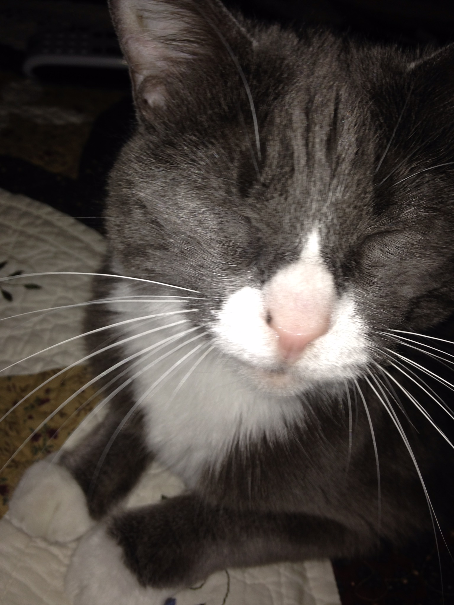 Cat adoption in Kearney, MO 64060 Russian Blue grey/white Cat "Misty"