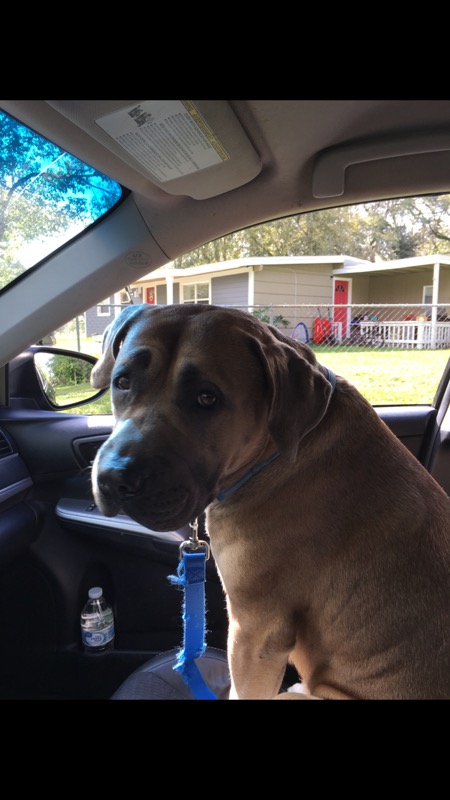 adoptable Dog in Jacksonville,FL named Rocky