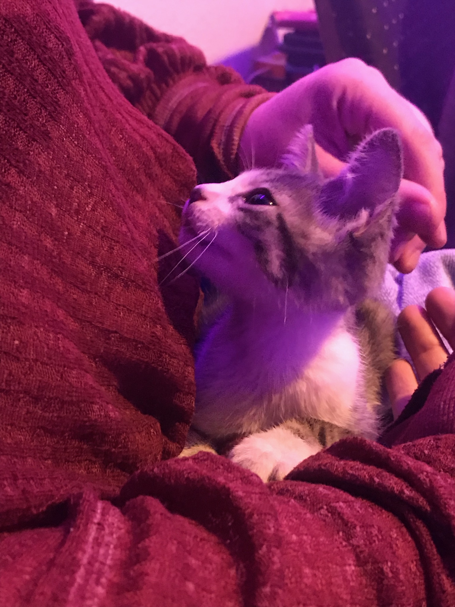 adoptable Cat in San Antonio,TX named Lotus