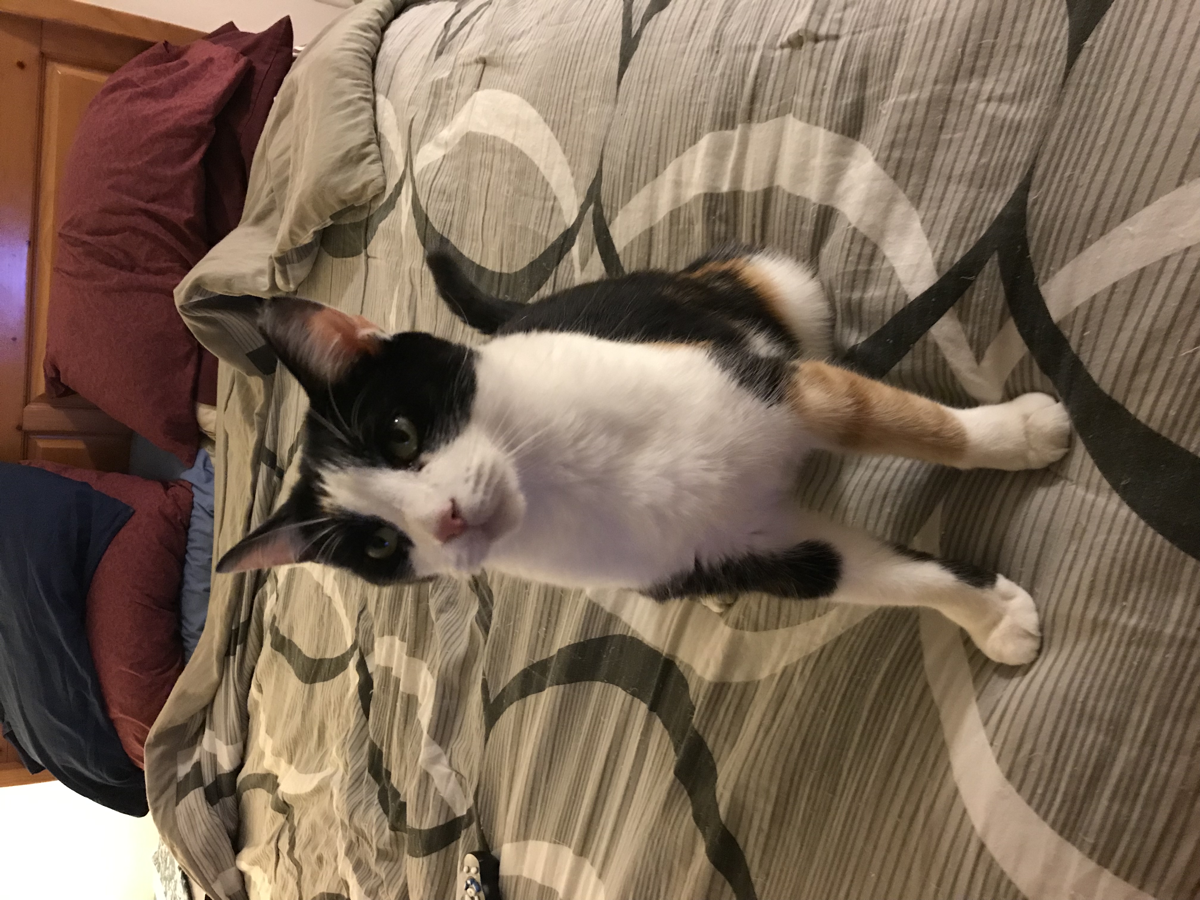 adoptable Cat in Jenkintown,PA named Bella