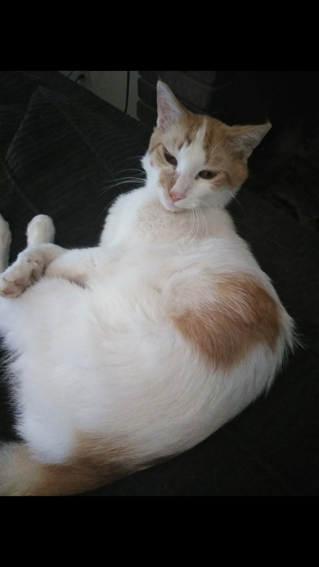 adoptable Cat in Visalia,CA named Butter