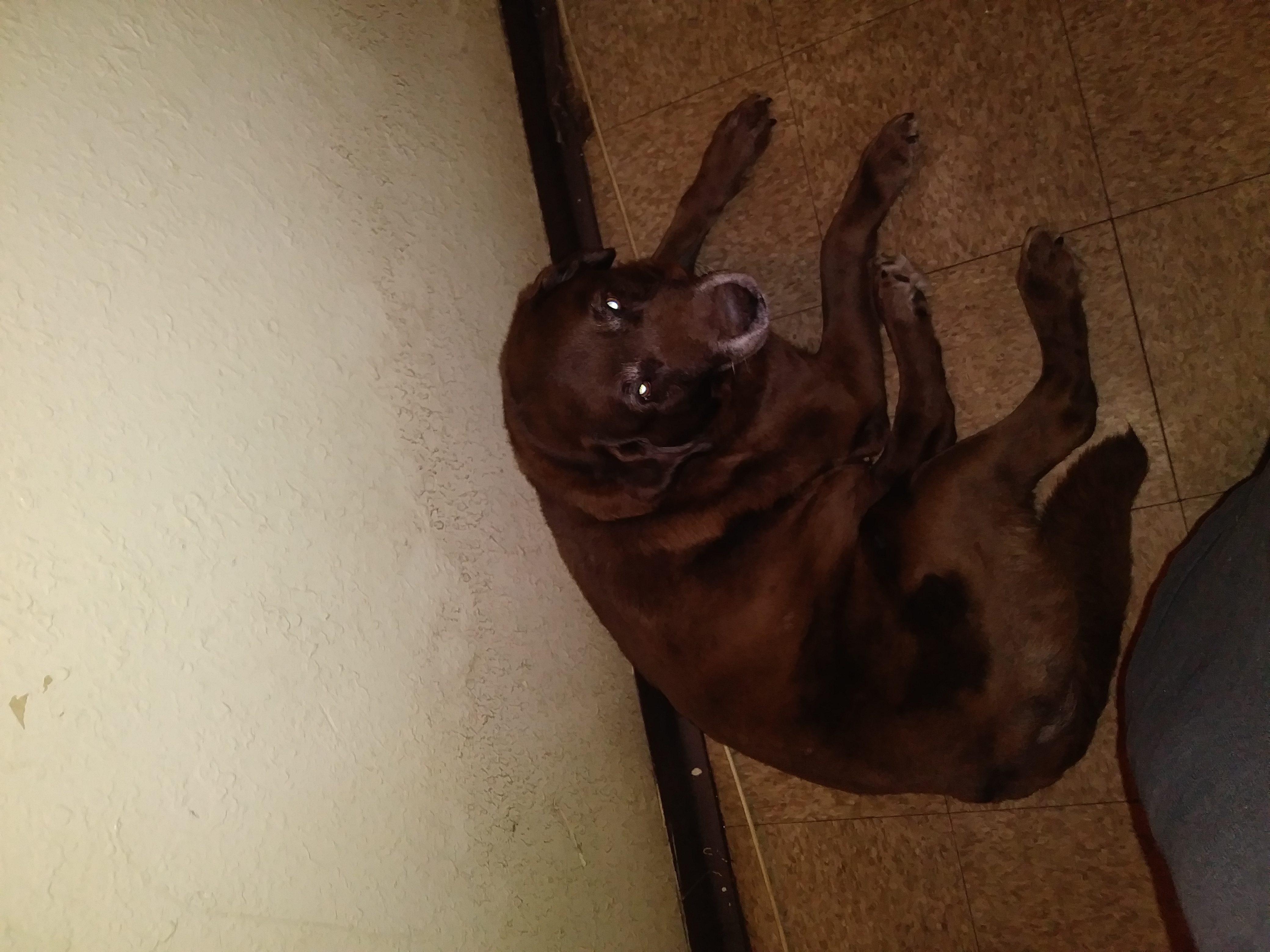 adoptable Dog in Newport News,VA named Scooby doo