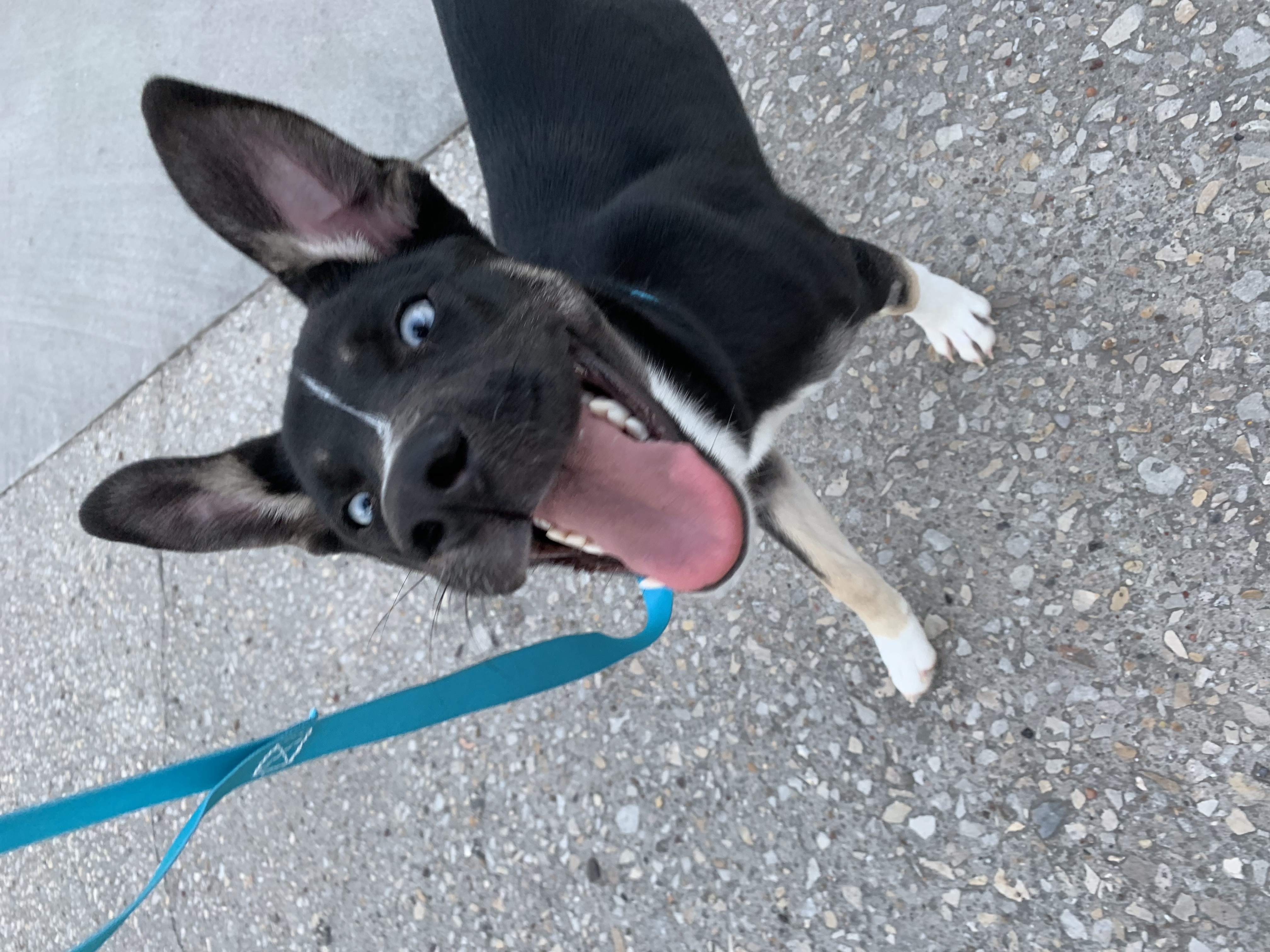 adoptable Dog in Houston,TX named Nebula