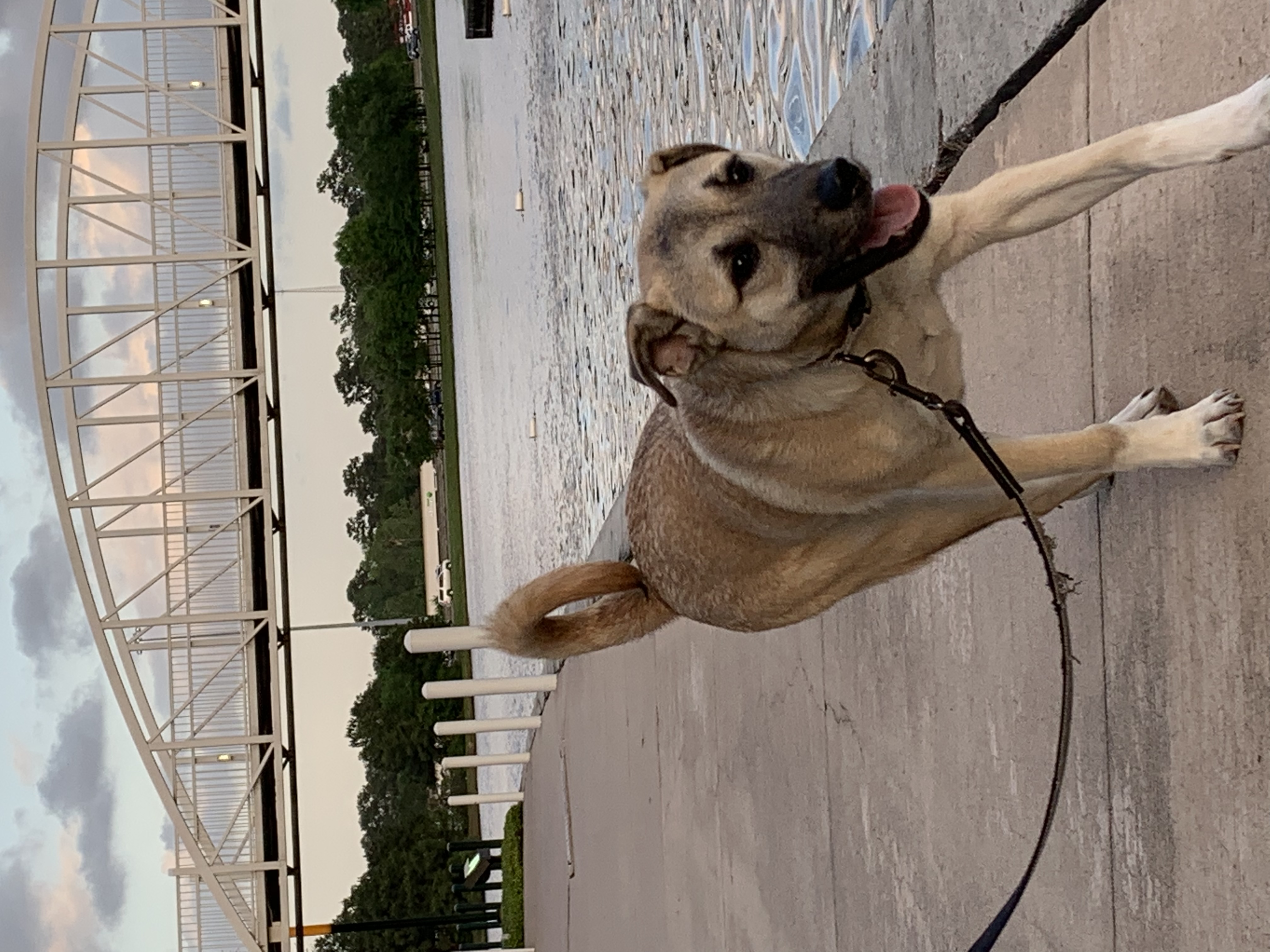 adoptable Dog in Houston,TX named Yondu