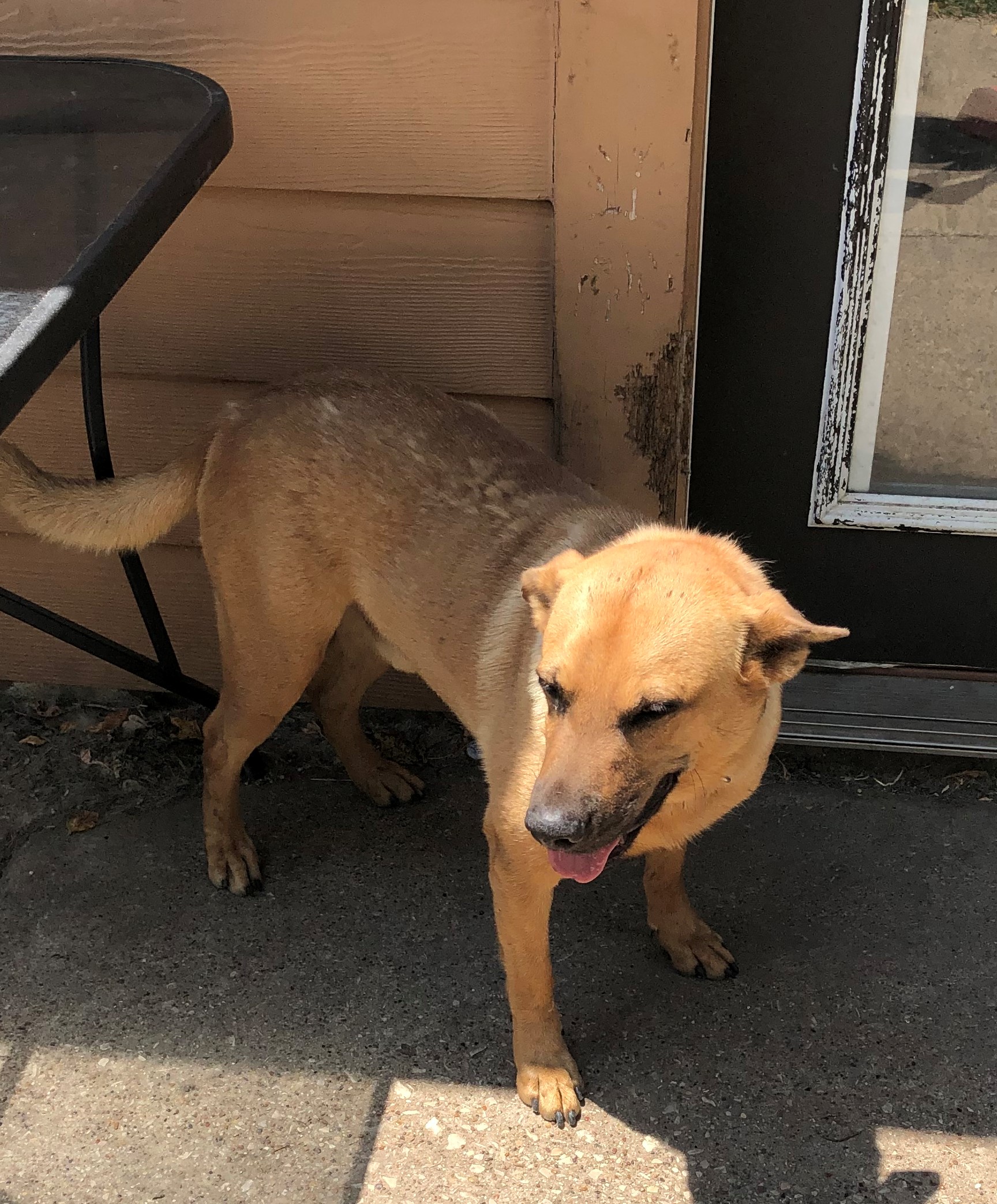 adoptable Dog in Carrollton,TX named Dex