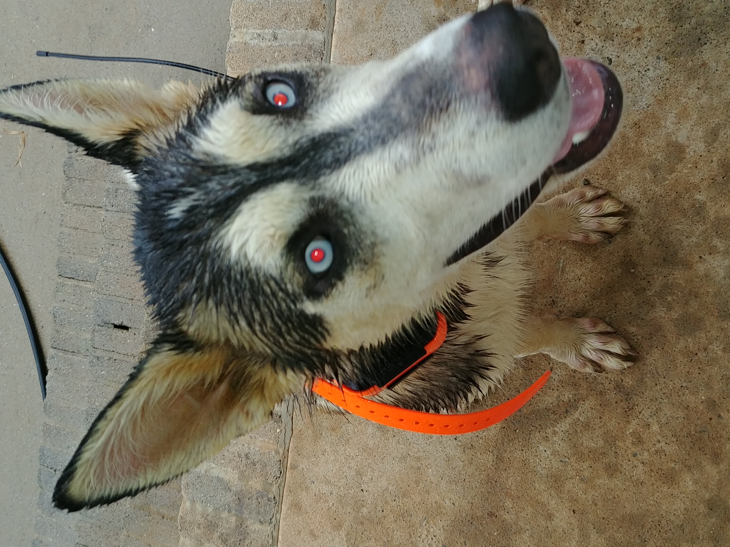adoptable Dog in Lascassas,TN named Sky