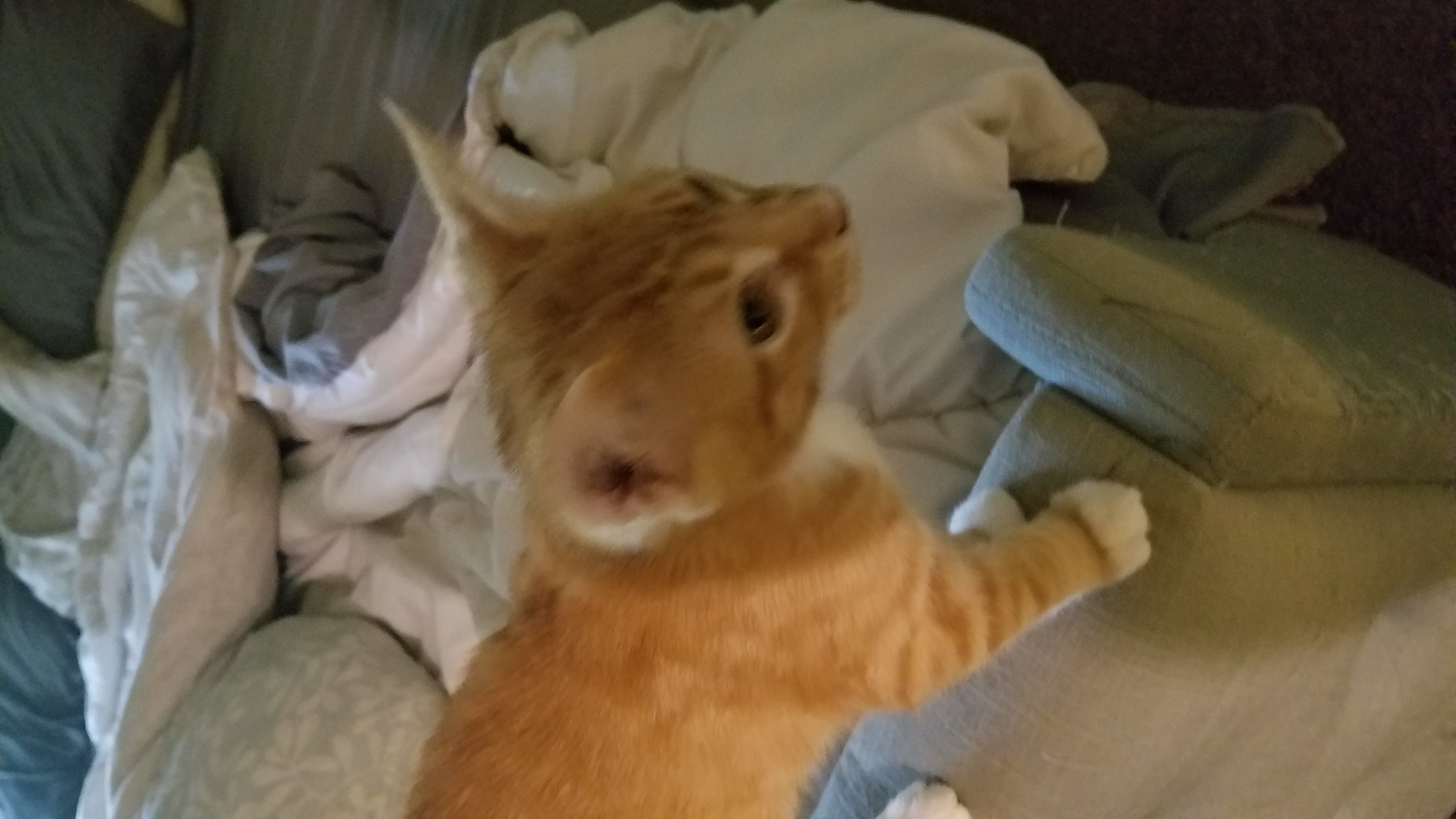 adoptable Cat in Daphne,AL named Orange Crush (kids named him)