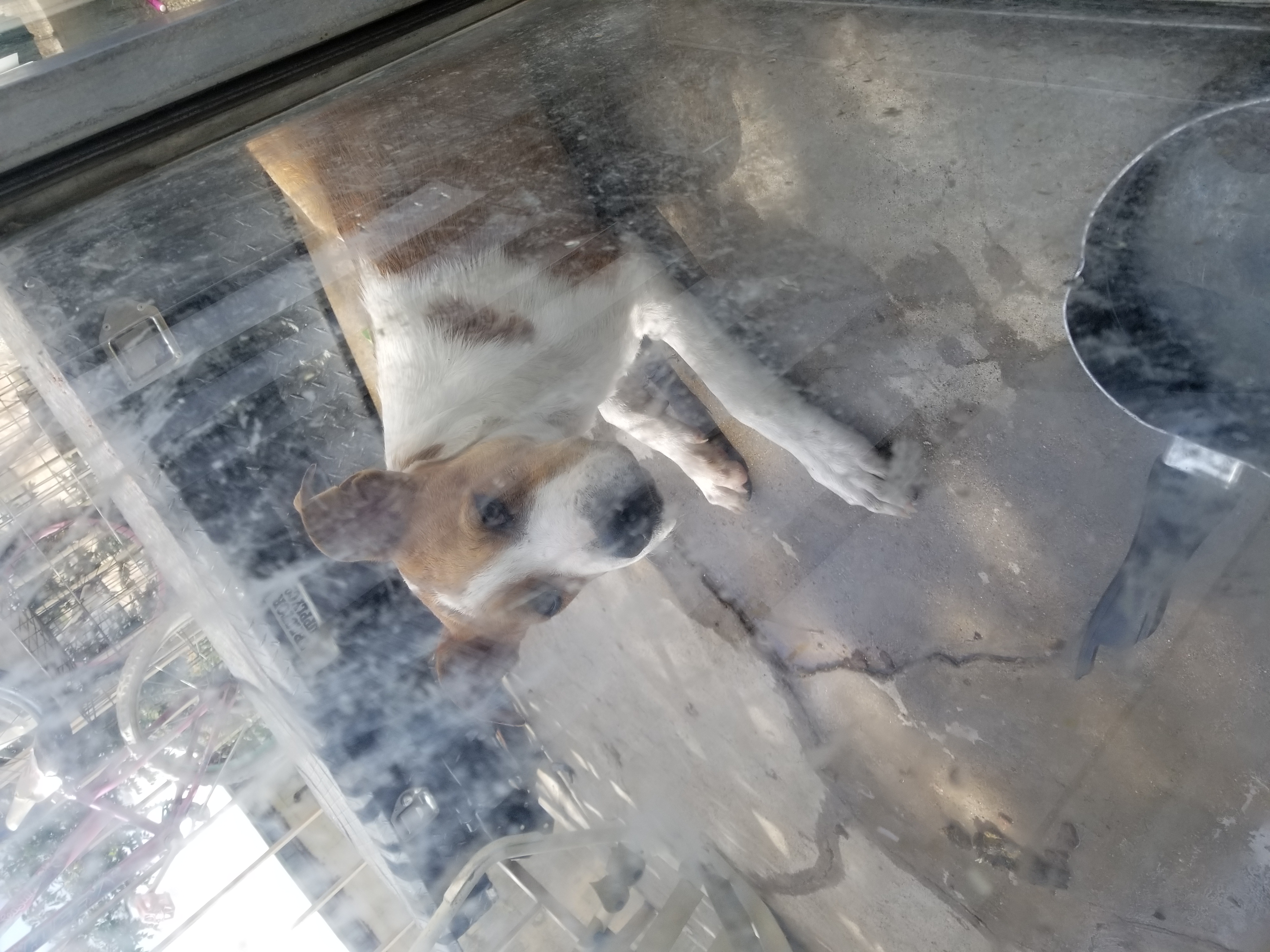 adoptable Dog in Odessa,TX named 