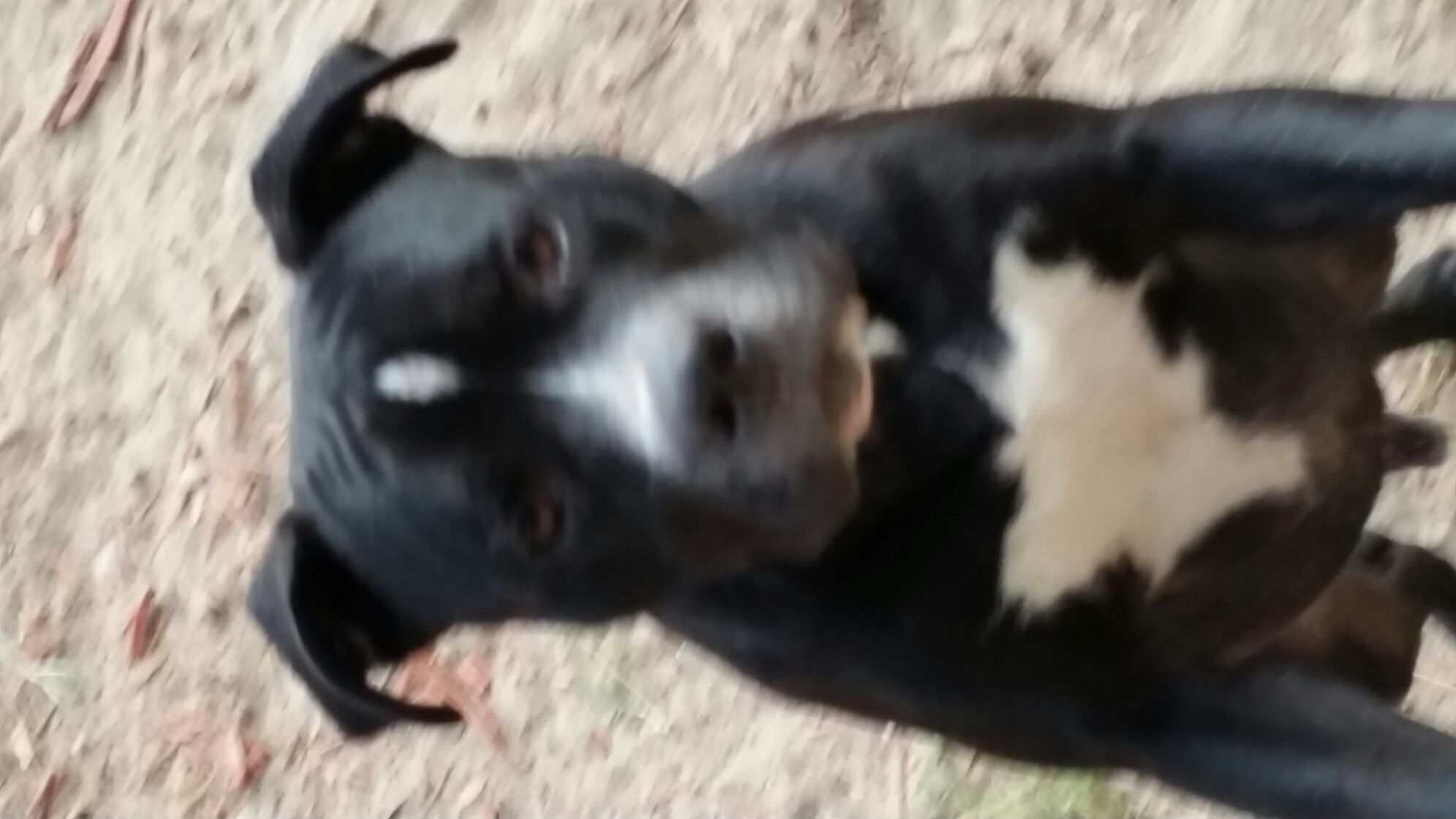 adoptable Dog in Keystone Heights,FL named Zeus