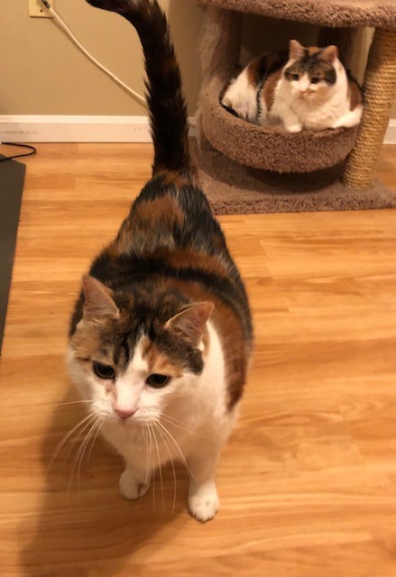 adoptable Cat in Middle River,MD named Daphne and Velma