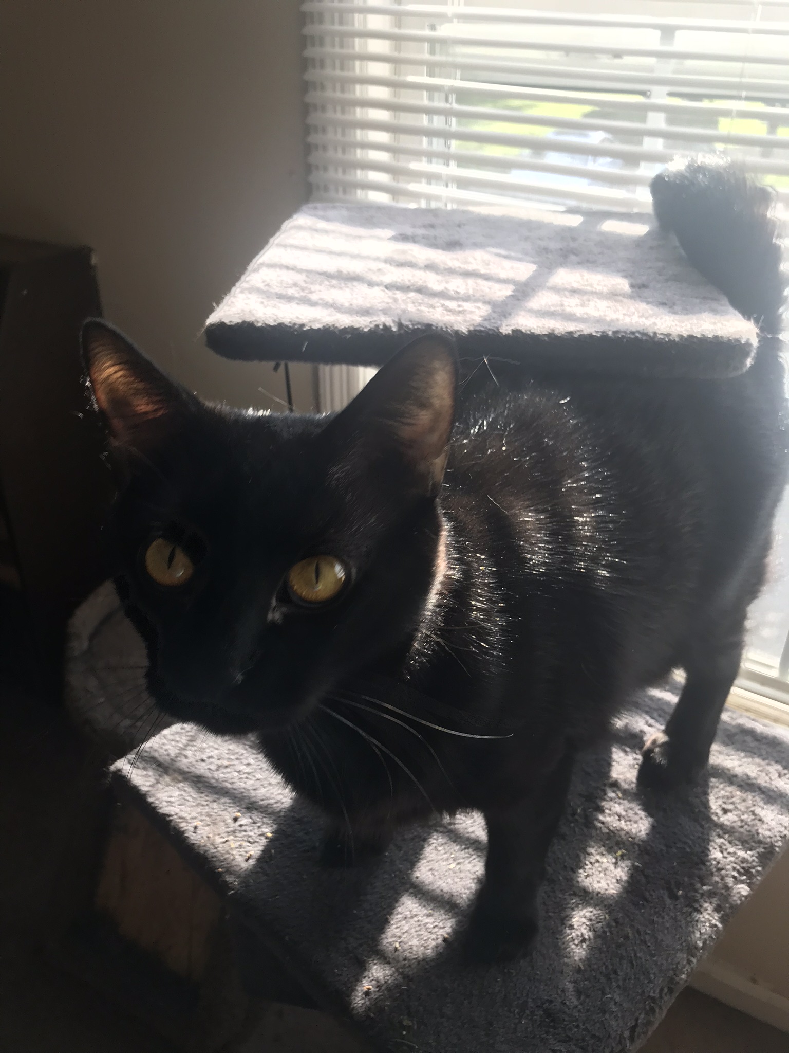 adoptable Cat in Columbus,OH named Salem