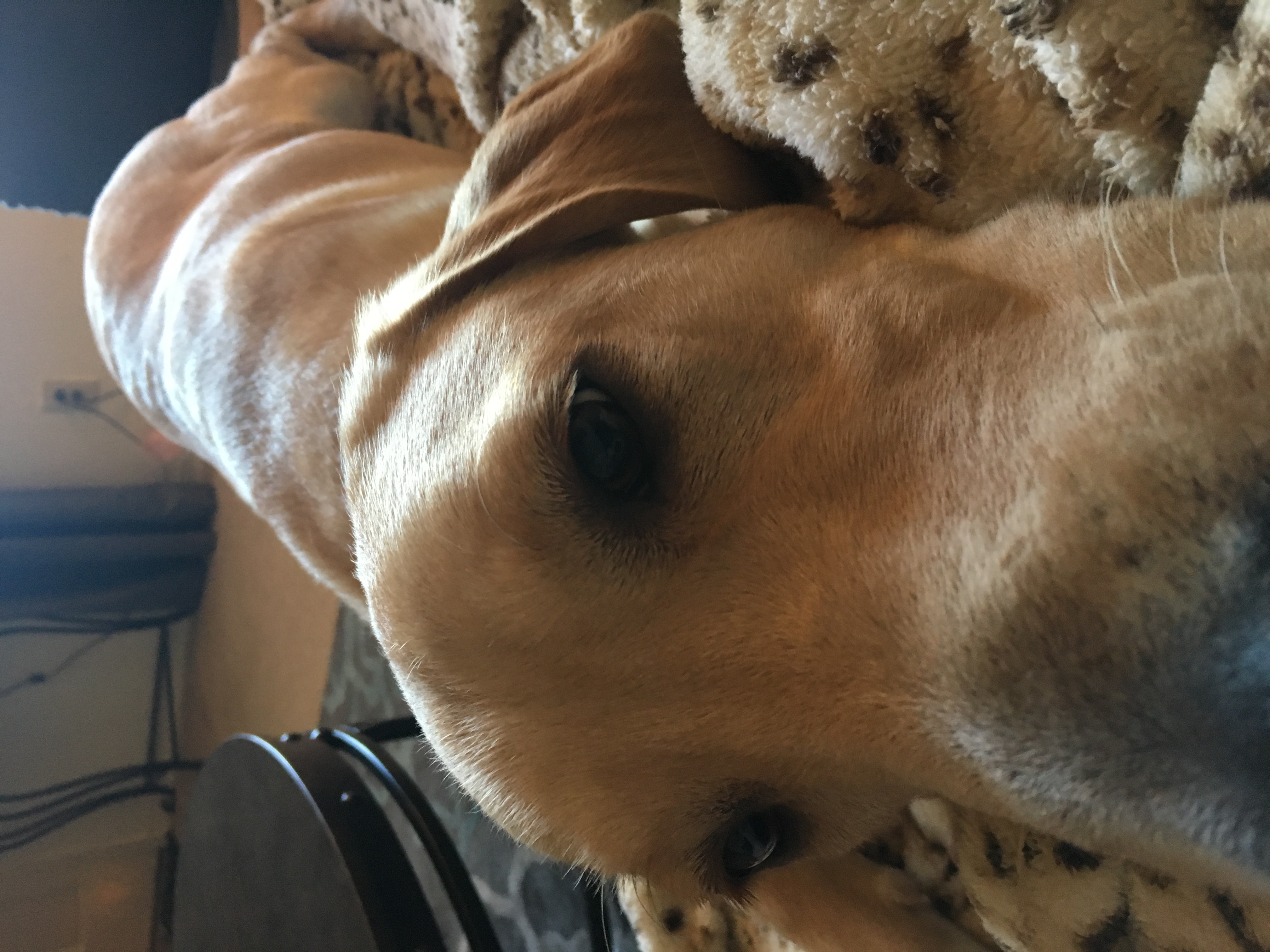 adoptable Dog in Albany,GA named Cooper