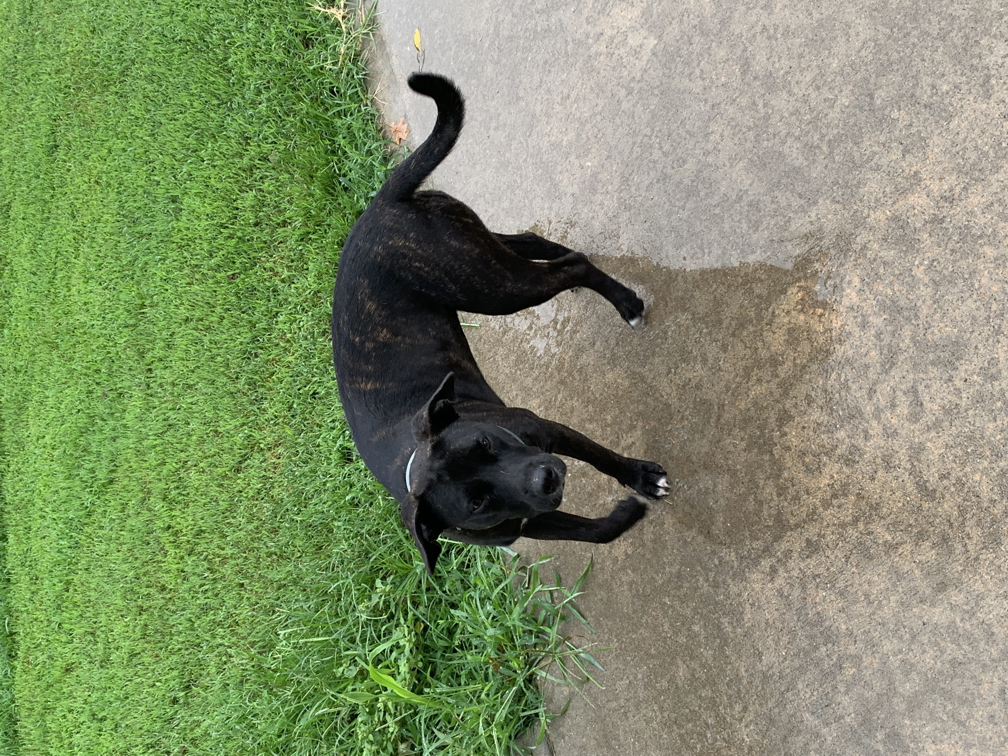 adoptable Dog in Lamar,MO named Shadow