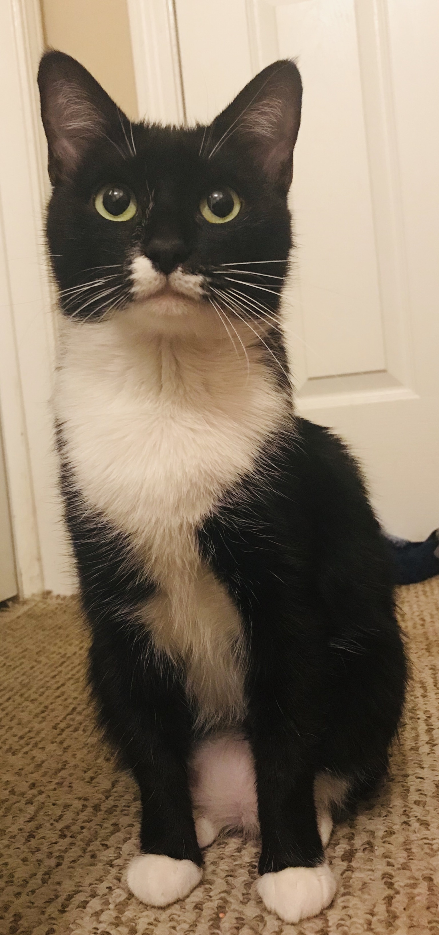 adoptable Cat in Kingston,GA named Charms