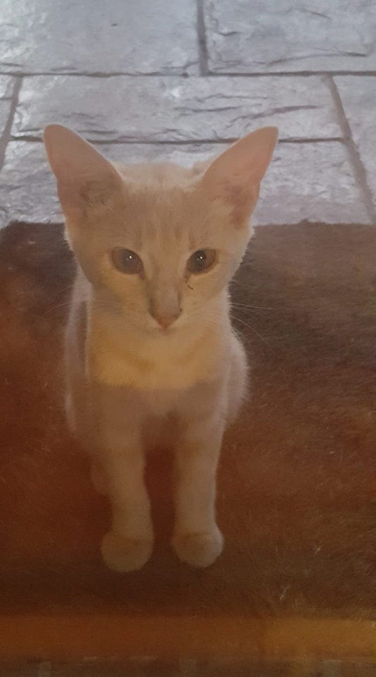adoptable Cat in Houston,TX named Stray (we call her Honey)