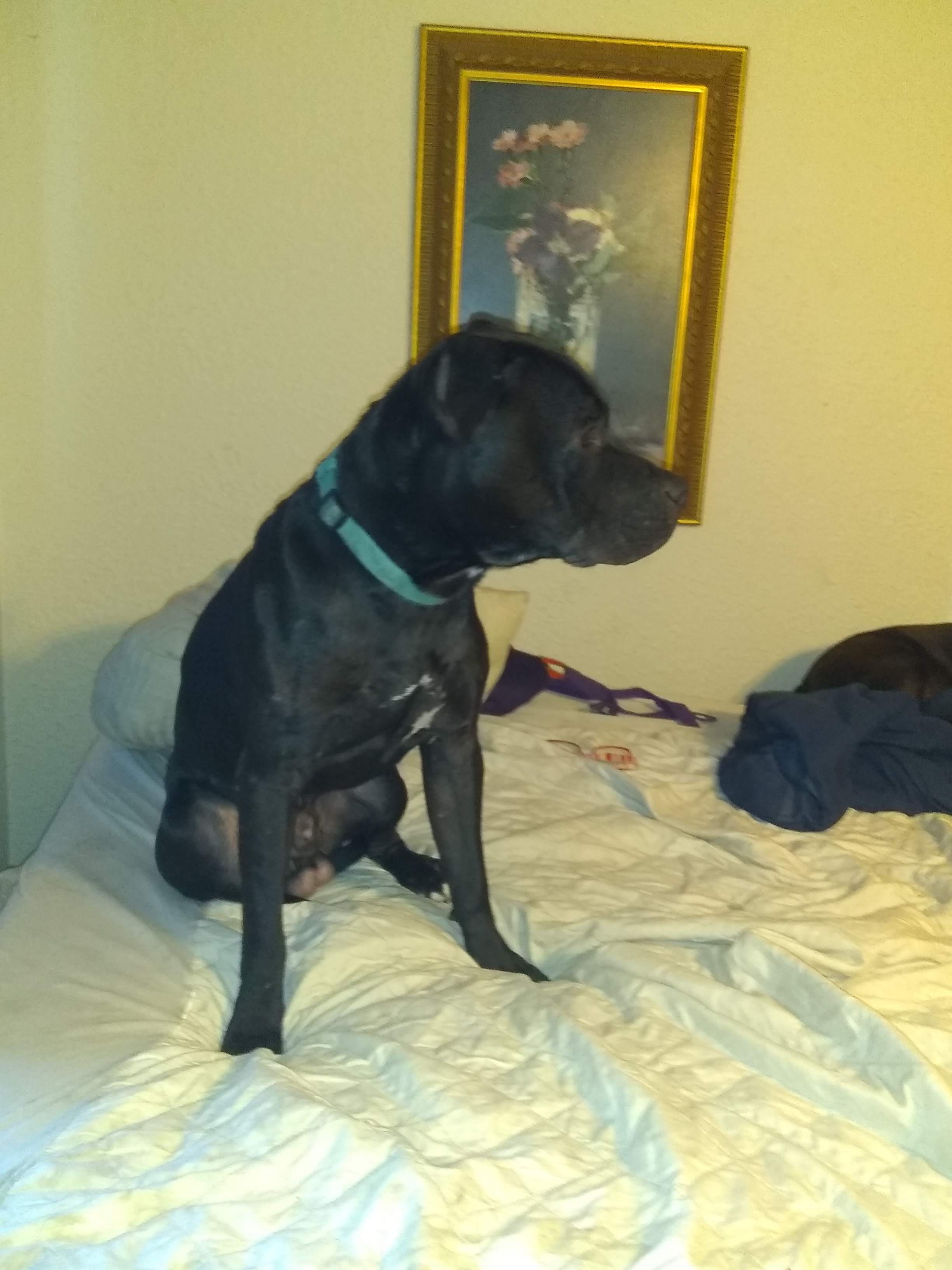 adoptable Dog in Cedar Rapids,IA named Duke