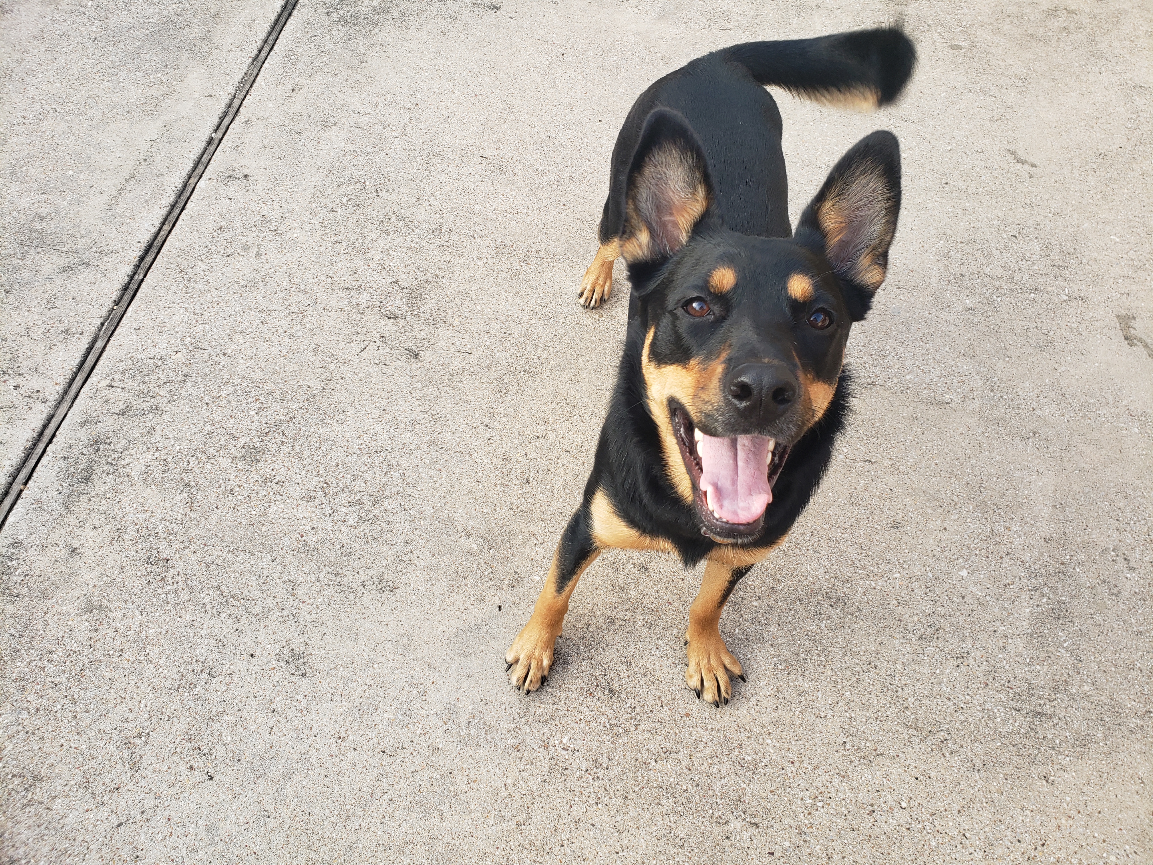 adoptable Dog in Carrollton,TX named Whiskey