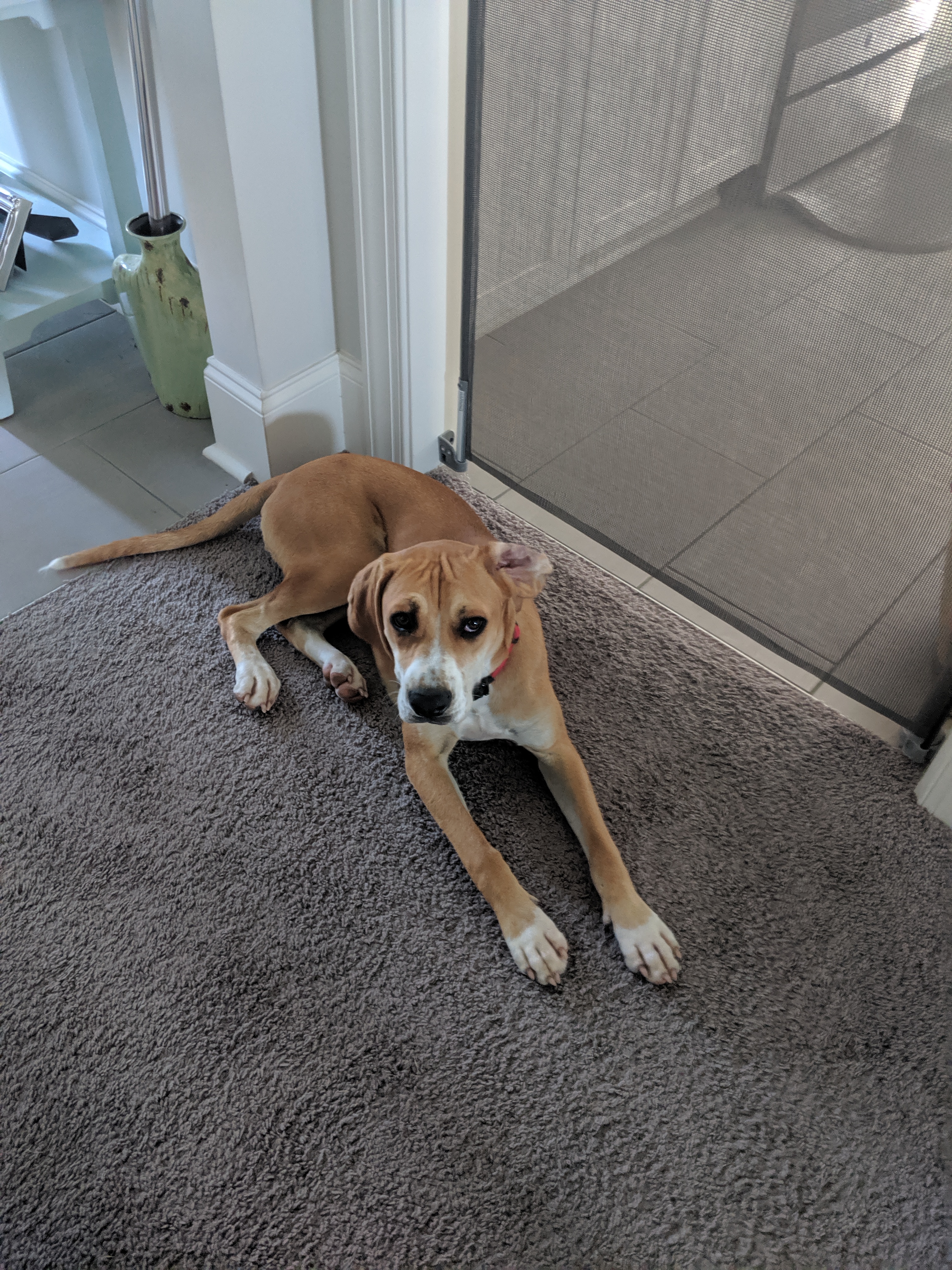 adoptable Dog in Augusta,GA named Bella