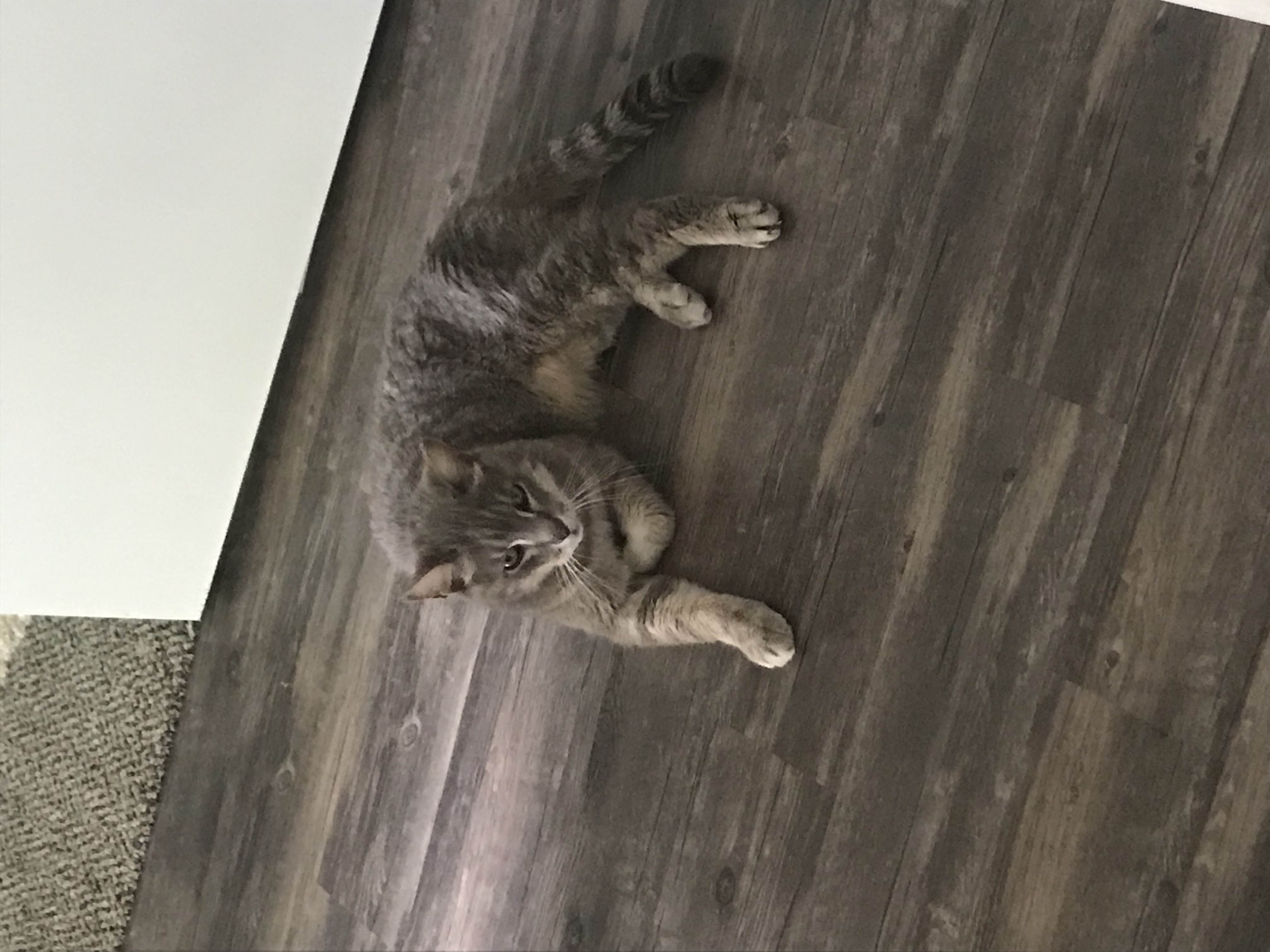adoptable Cat in East Lansing,MI named Buddy