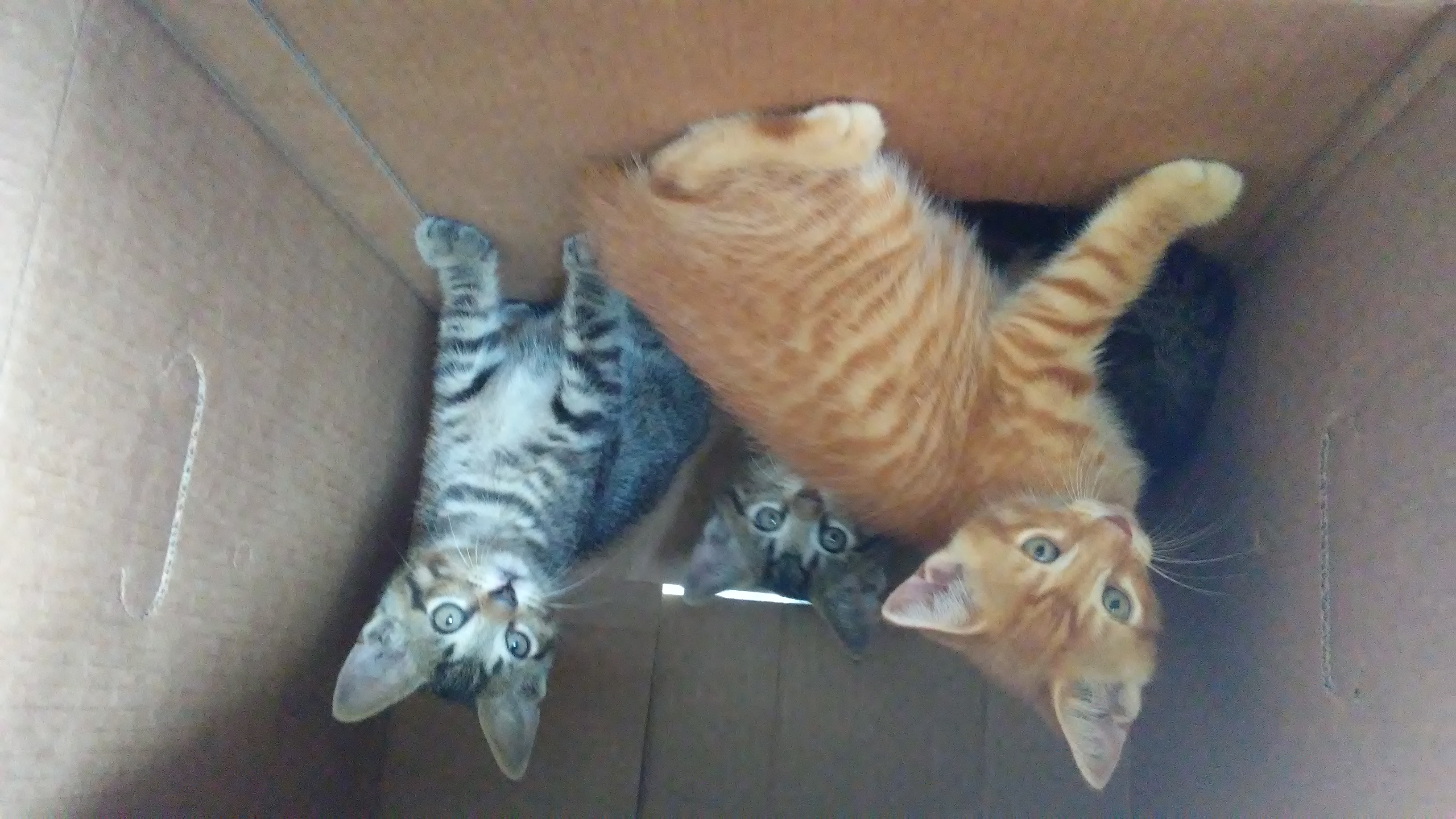 adoptable Cat in Longview,TX named None, 3 kittens