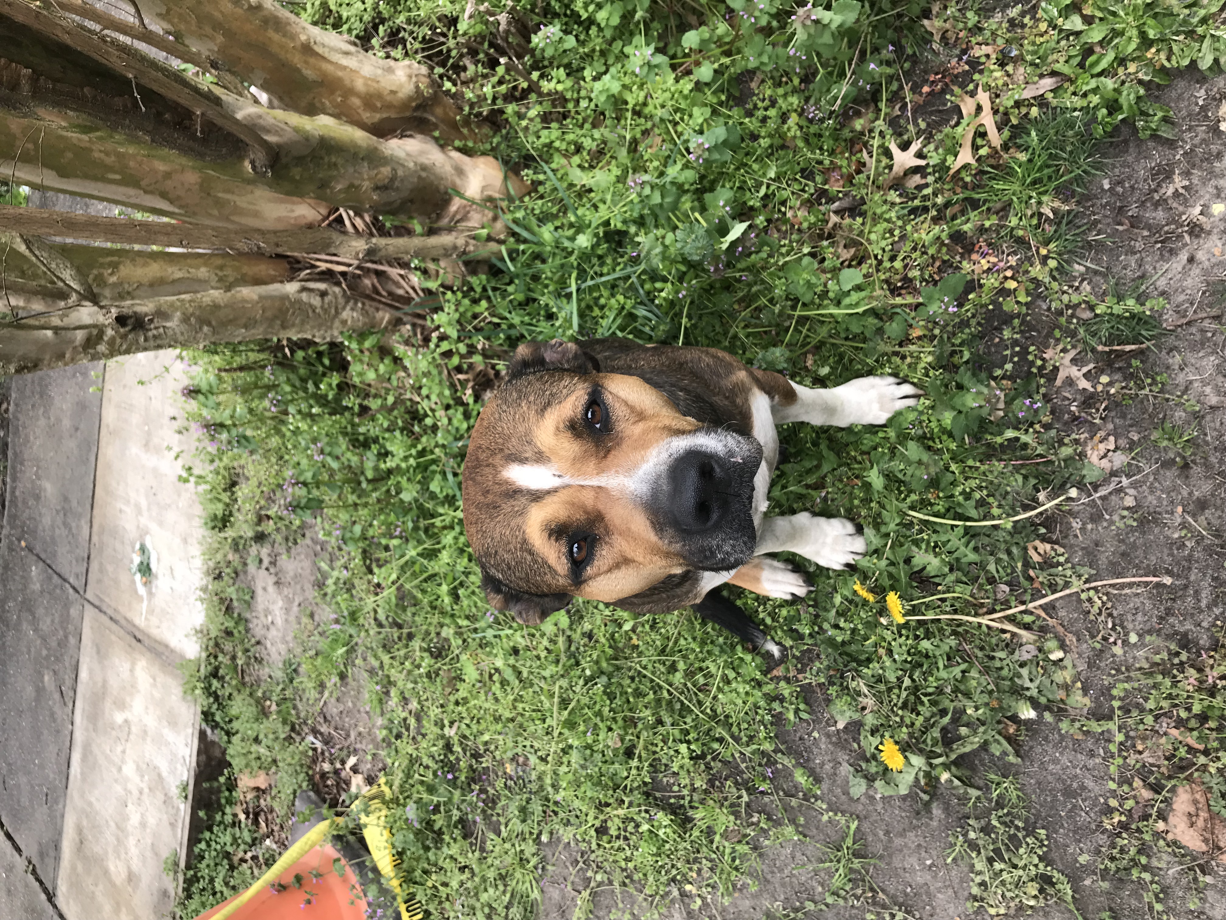 adoptable Dog in Norfolk,VA named brandy