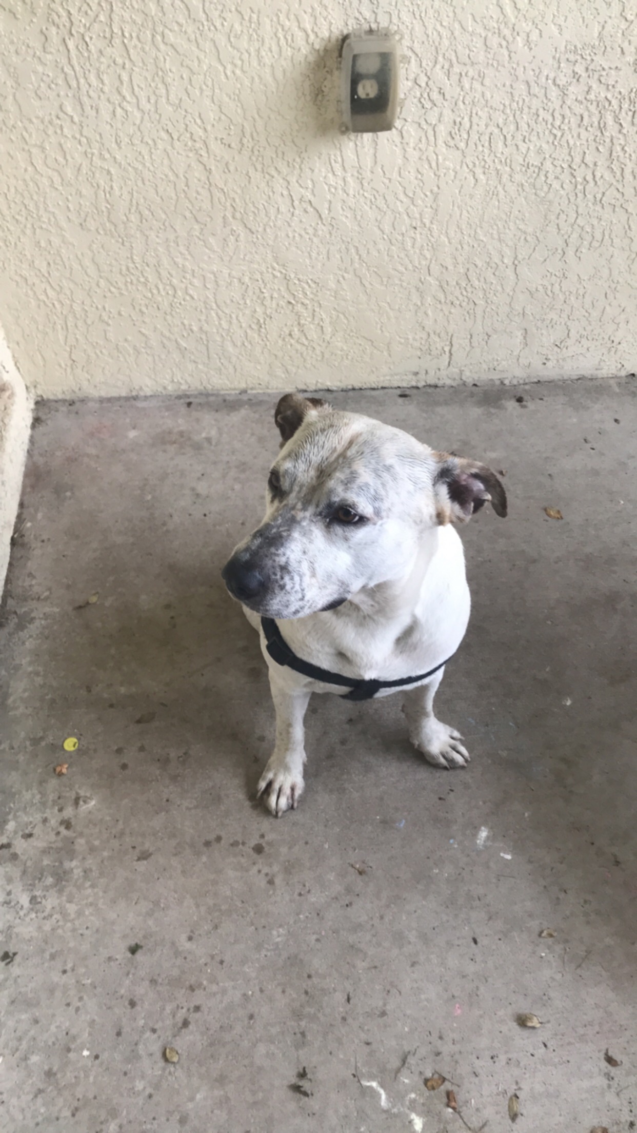 adoptable Dog in Land O Lakes,FL named Patrick