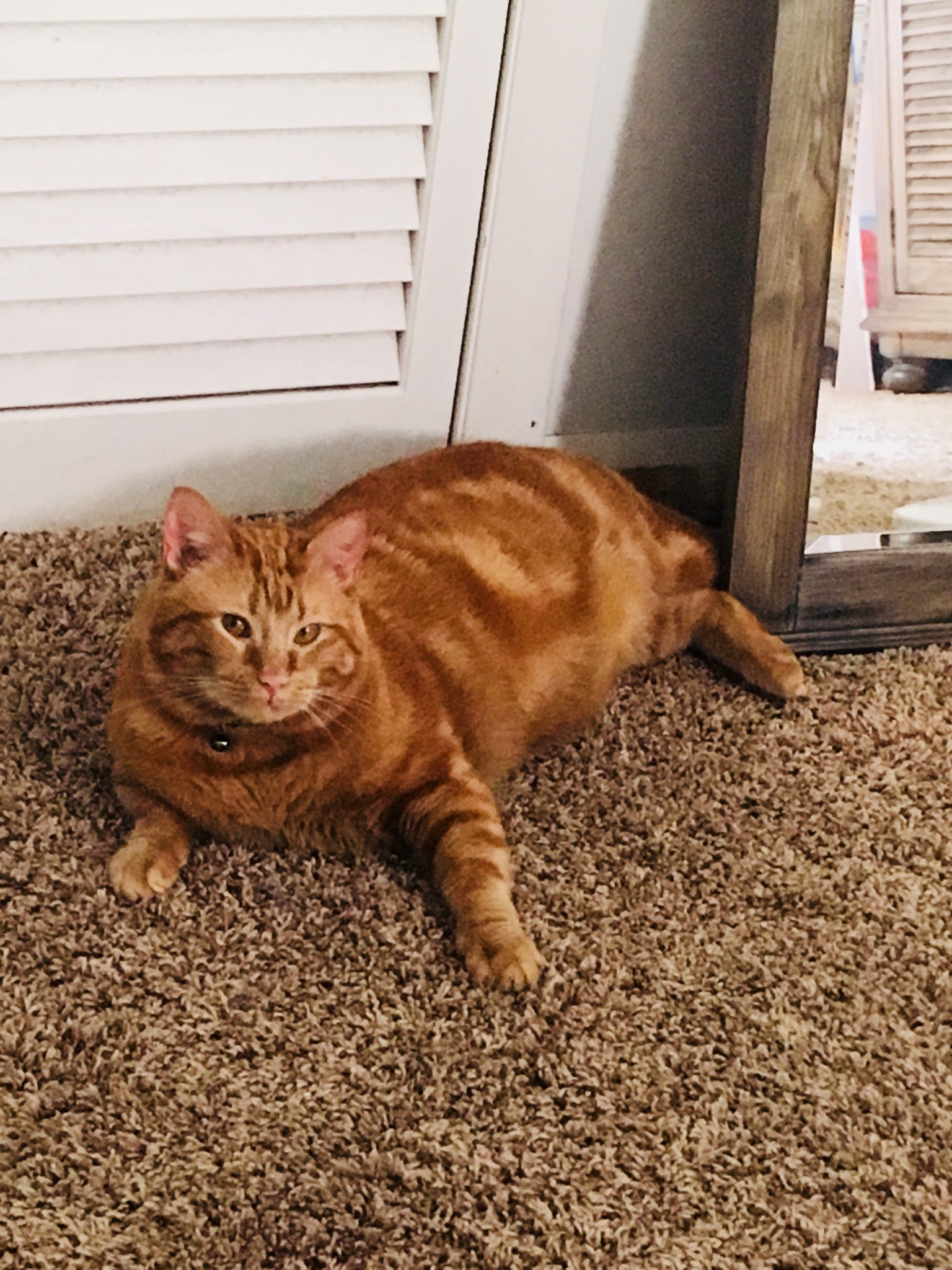 adoptable Cat in Hinesville,GA named Garfield 