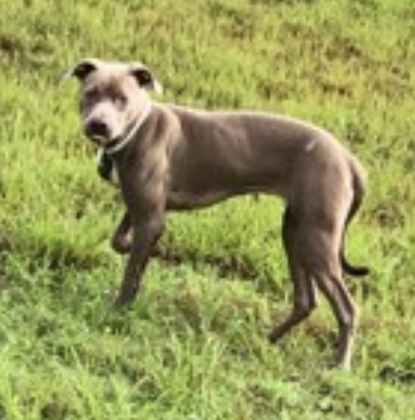 adoptable Dog in Rex,GA named Jessica 