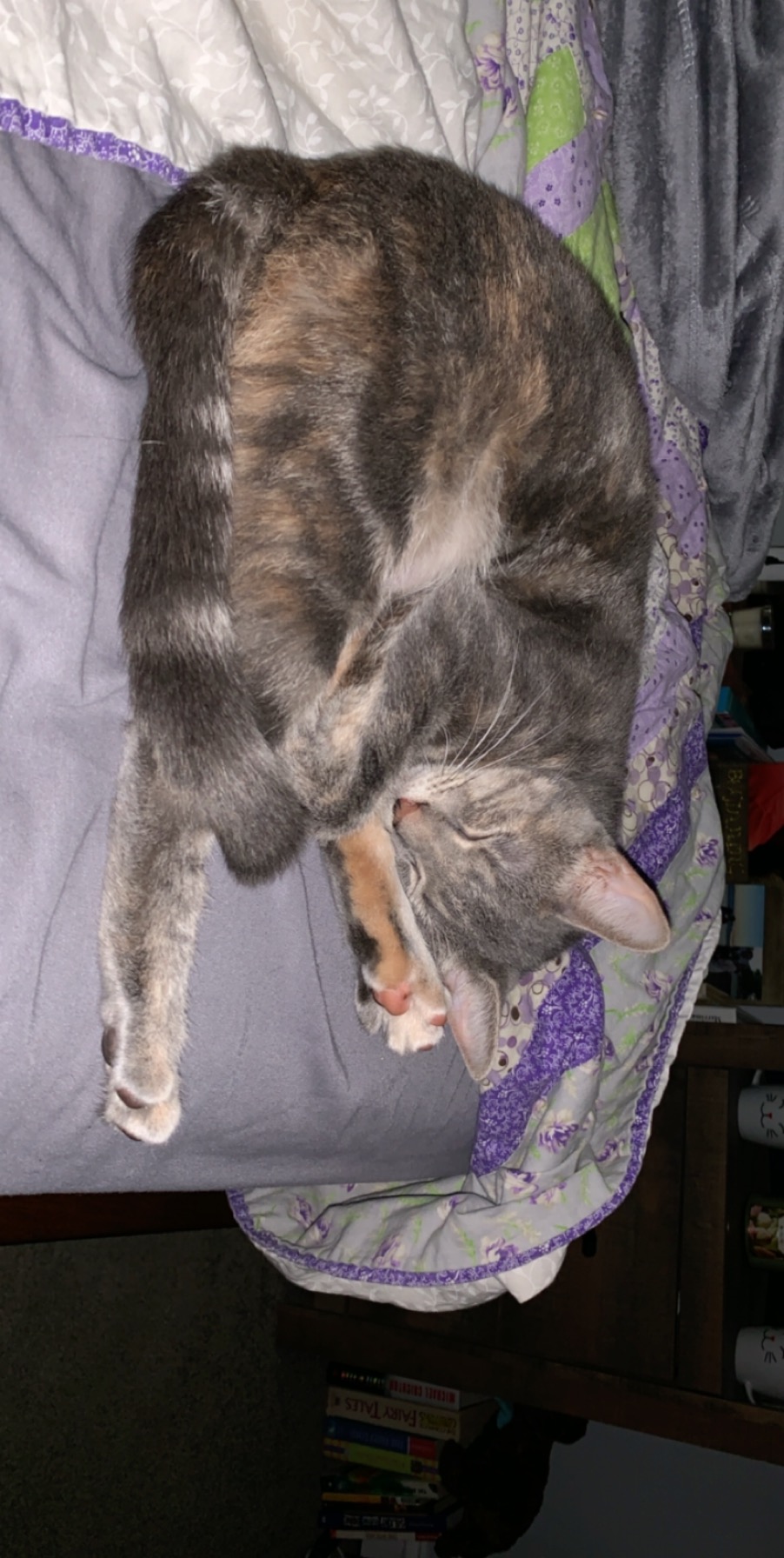adoptable Cat in Valdosta,GA named Nymeria