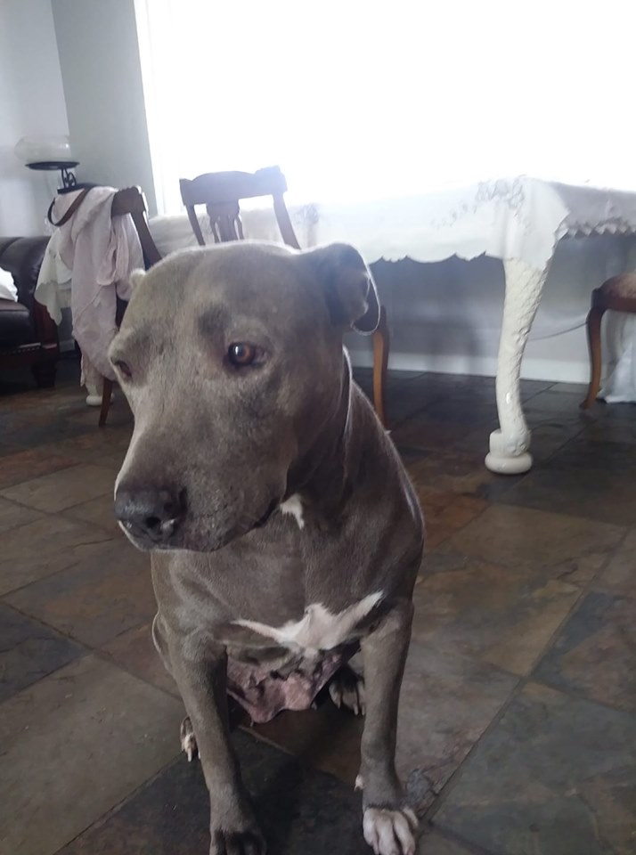 adoptable Dog in Phoenix,AZ named Mama