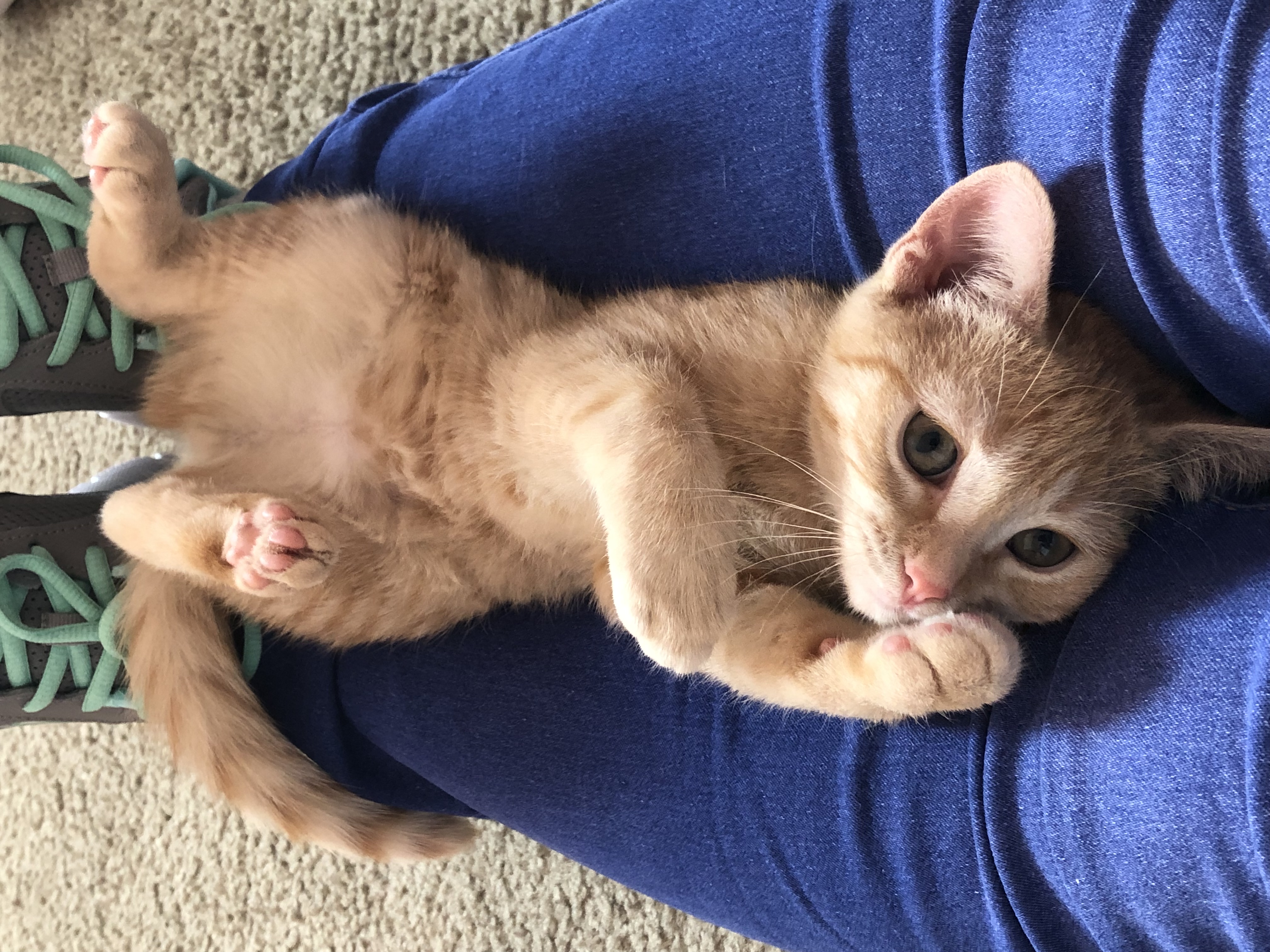 adoptable Cat in Statesville,NC named Ginger