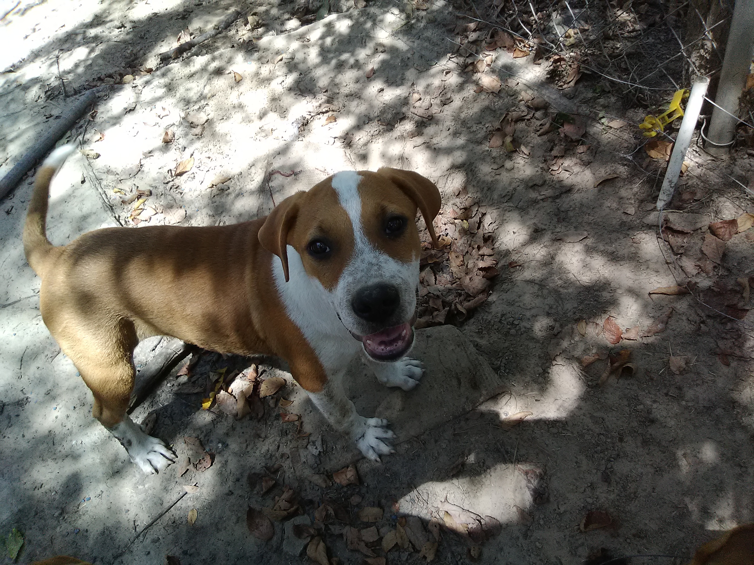 adoptable Dog in Kilgore,TX named Freckles
