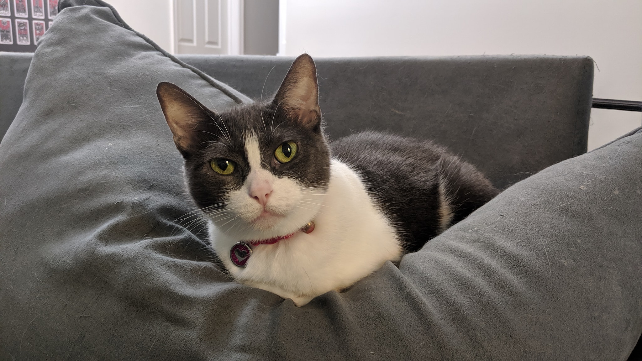 adoptable Cat in Columbia,MD named Marie