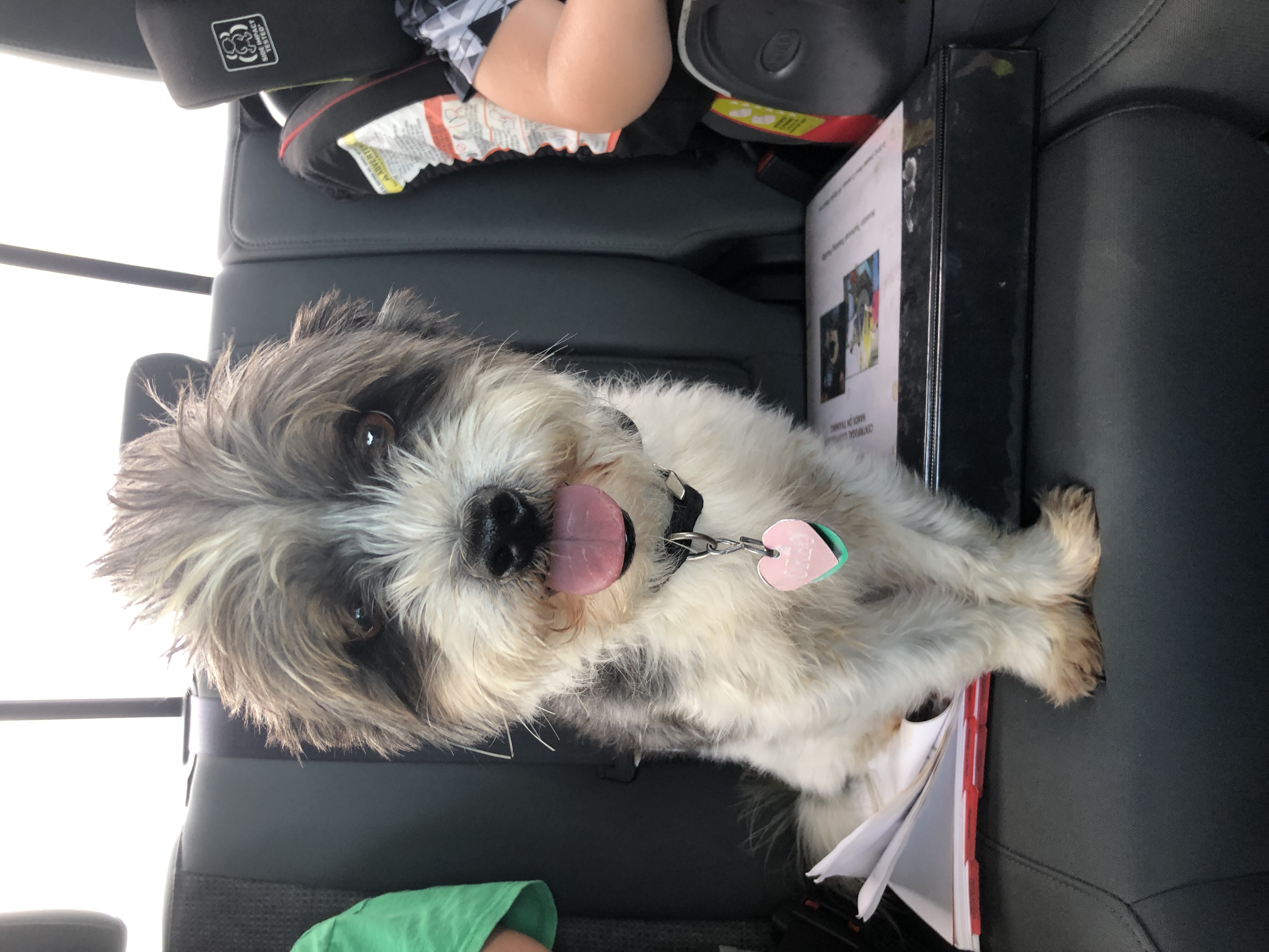 adoptable Dog in Dickinson,TX named Oreo