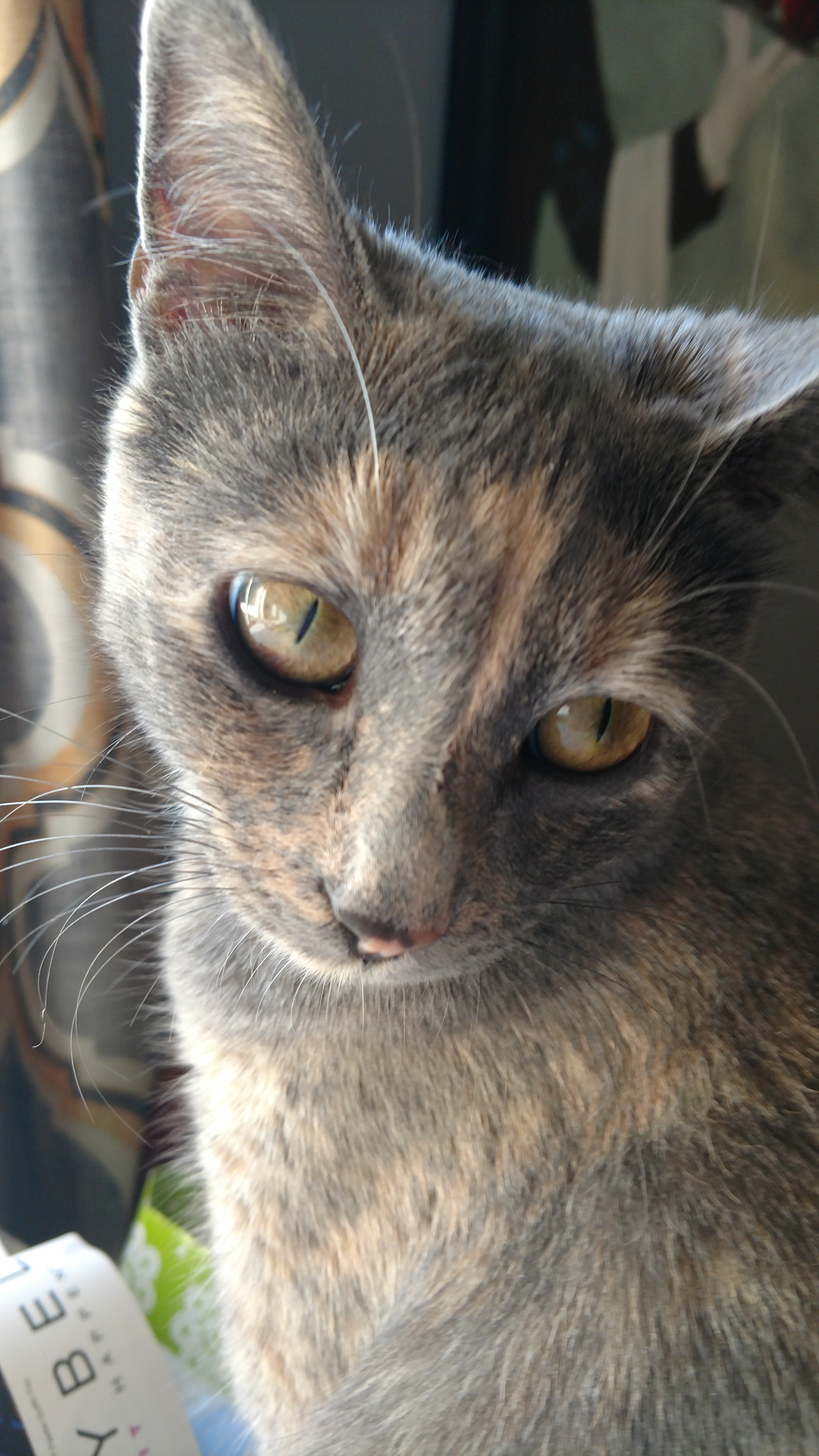 adoptable Cat in Pooler,GA named Bella