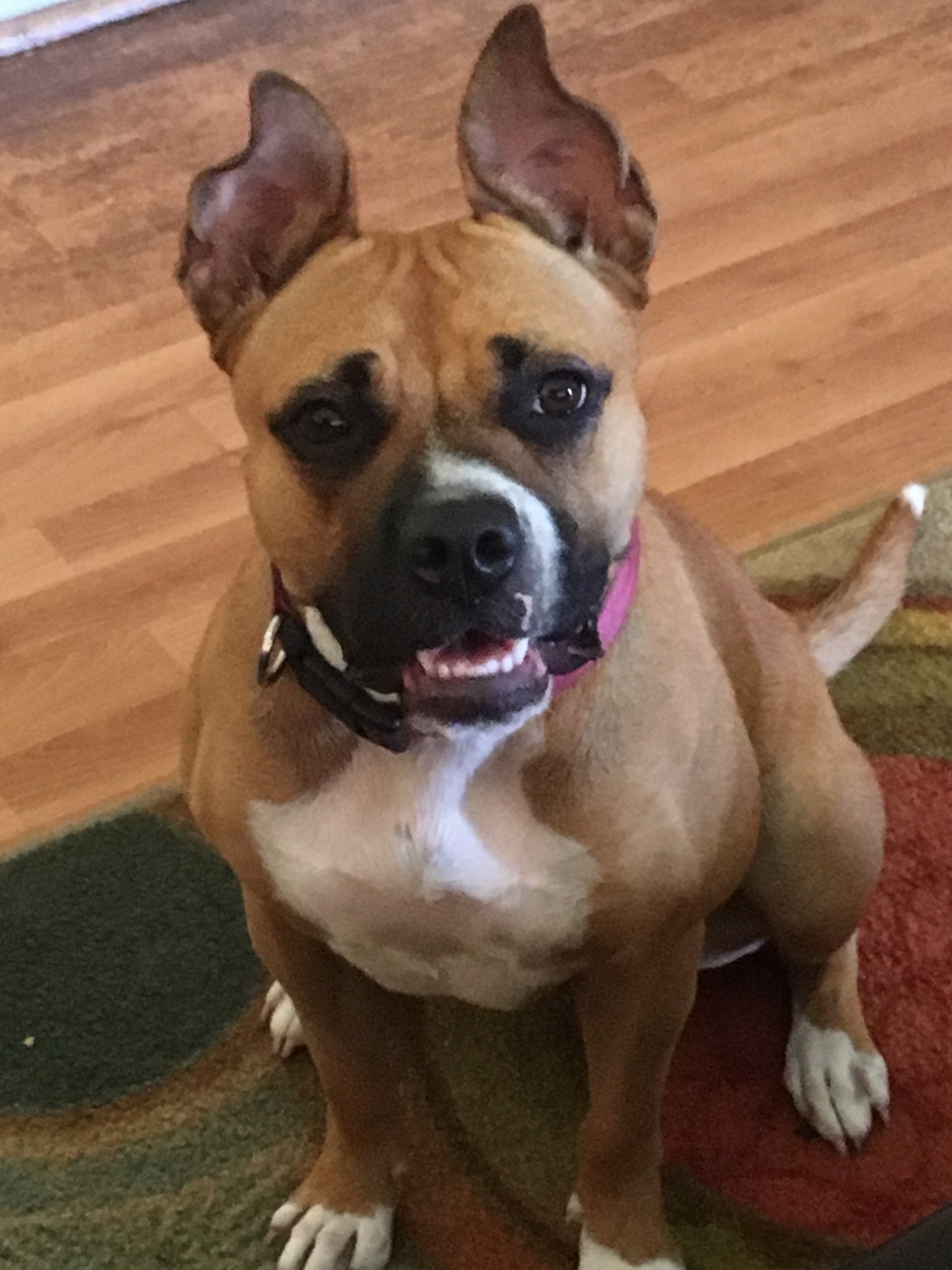 adoptable Dog in Miami,FL named Bella