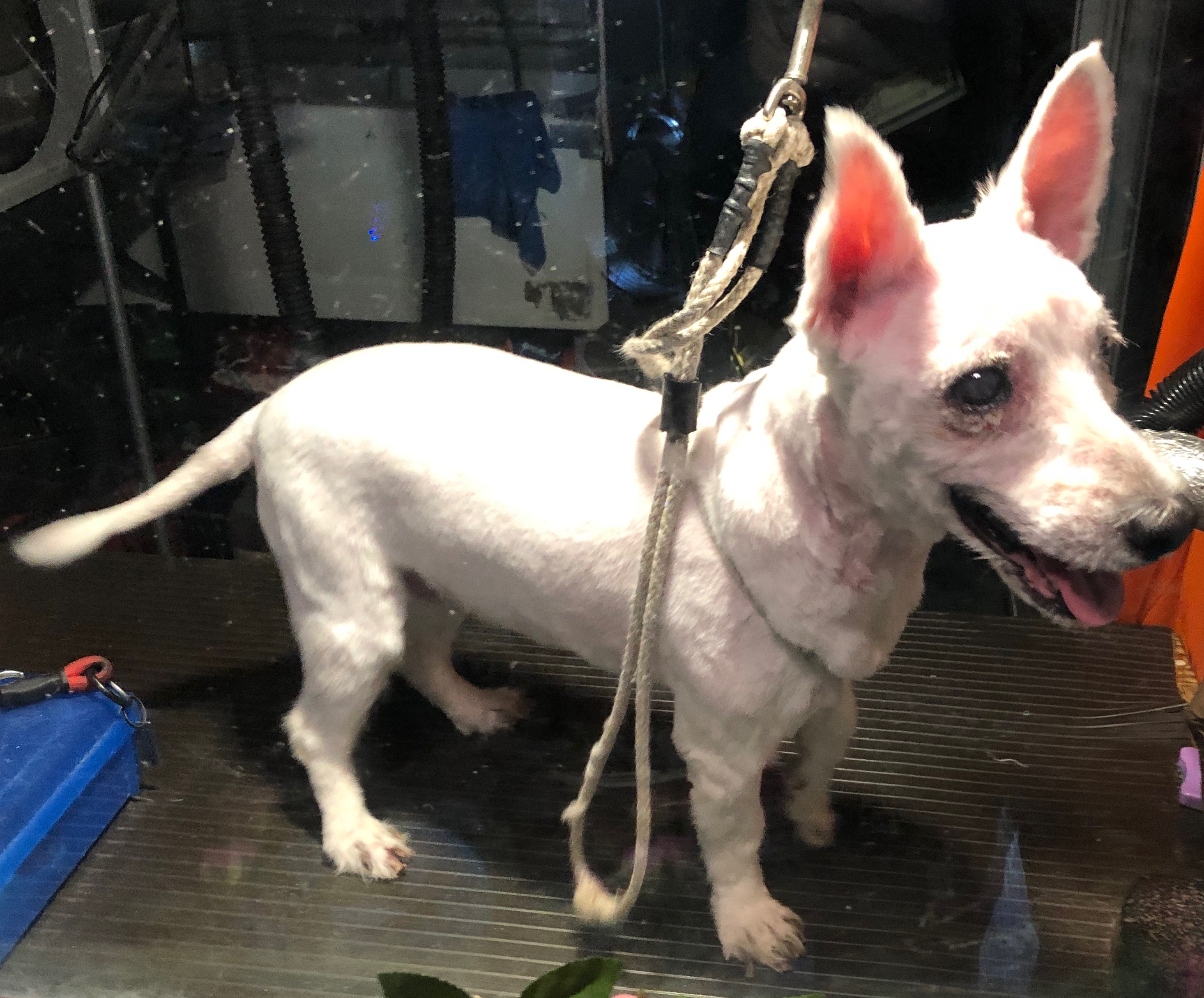 adoptable Dog in Flushing,NY named Rose